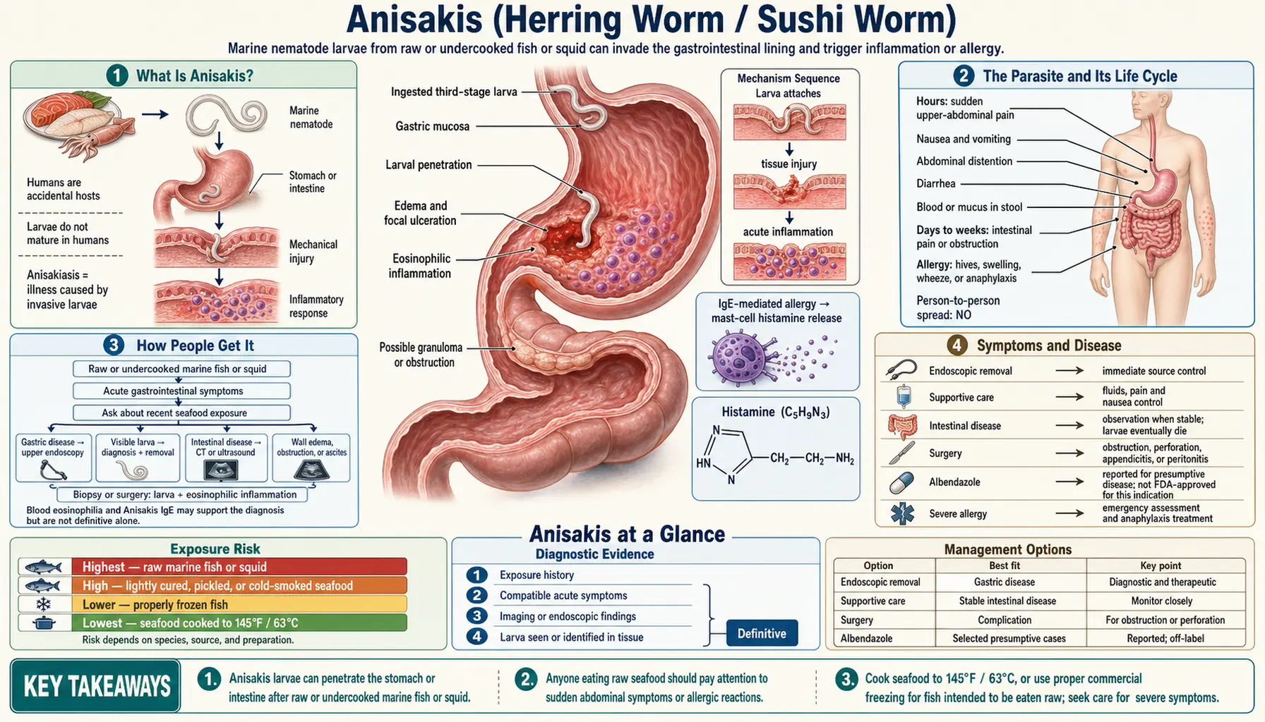 Anisakis — scientific infographic poster