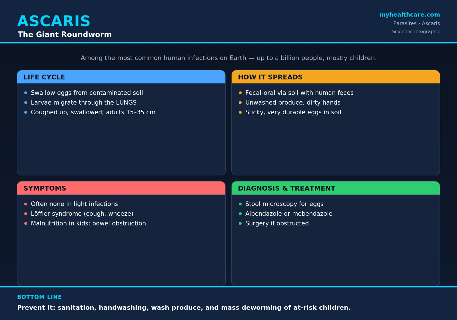 Ascaris — scientific infographic poster