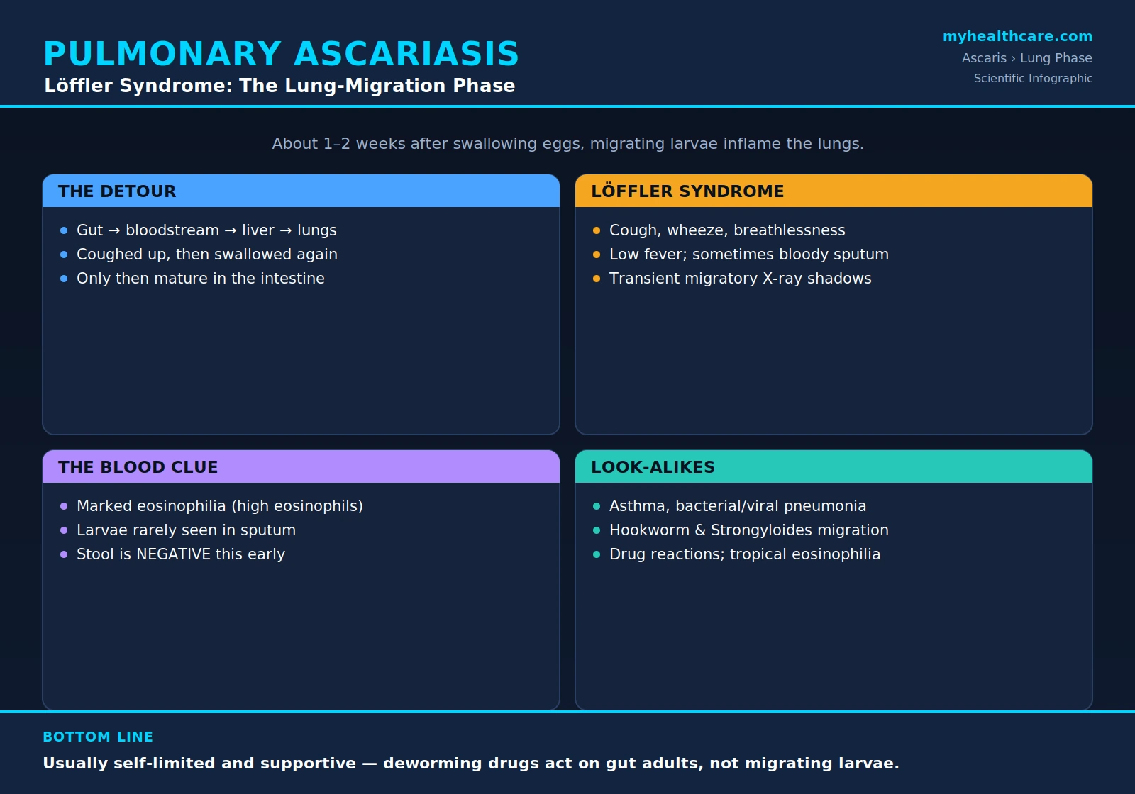 Pulmonary ascariasis and L&ouml;ffler syndrome &mdash; scientific infographic poster