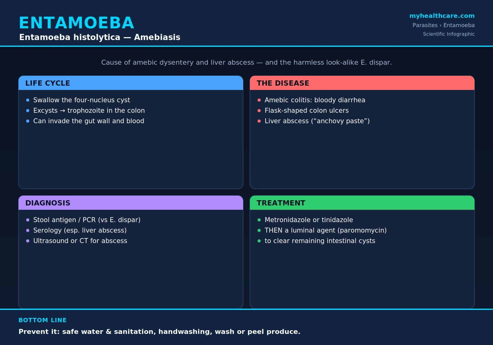 Entamoeba histolytica — scientific infographic poster