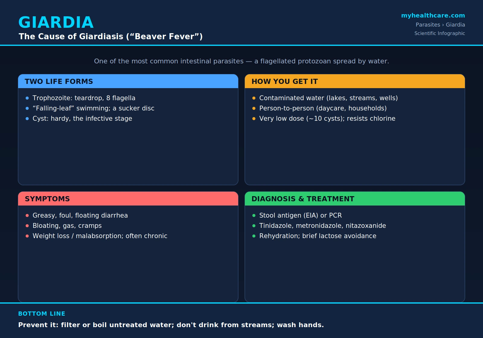 Giardia — scientific infographic poster