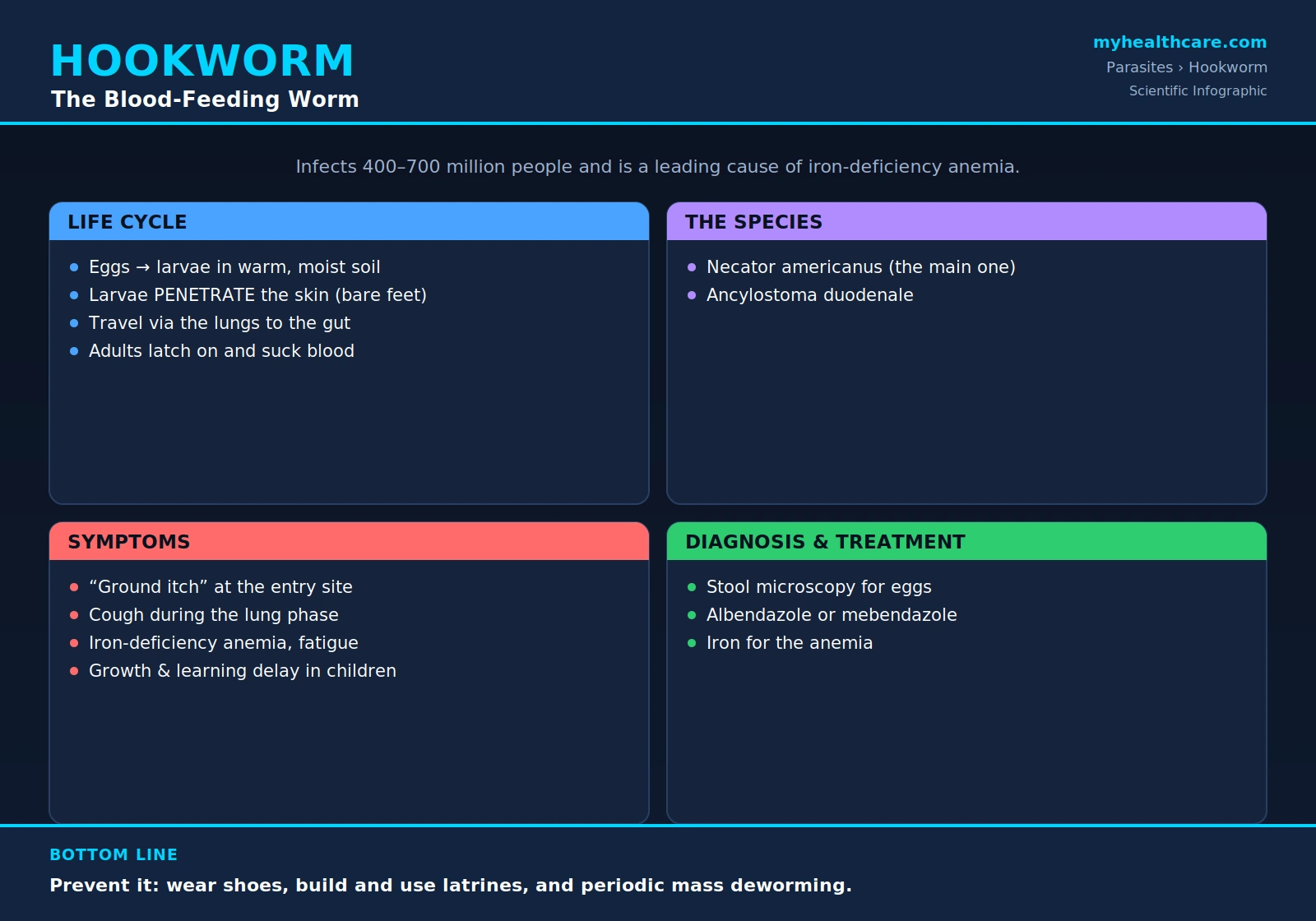 Hookworm — scientific infographic poster