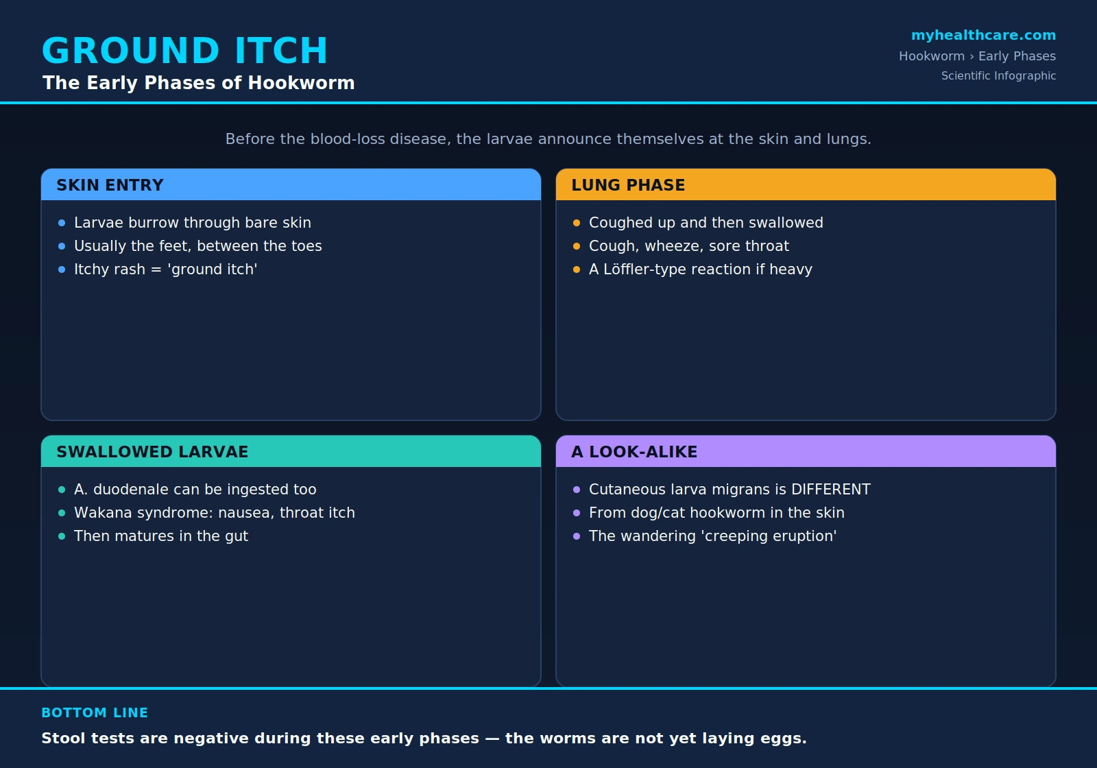 Ground itch and larval migration in hookworm — scientific infographic poster