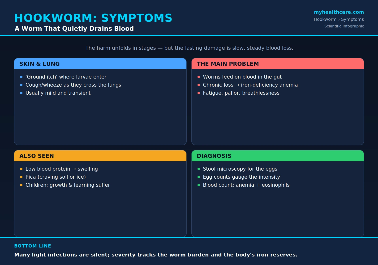 Hookworm symptoms and diagnosis — scientific infographic poster