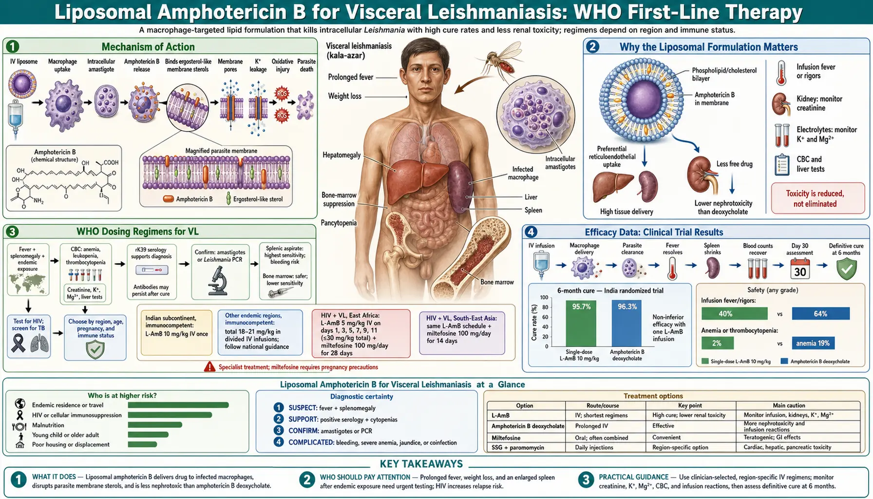 Liposomal Amphotericin B — scientific infographic poster