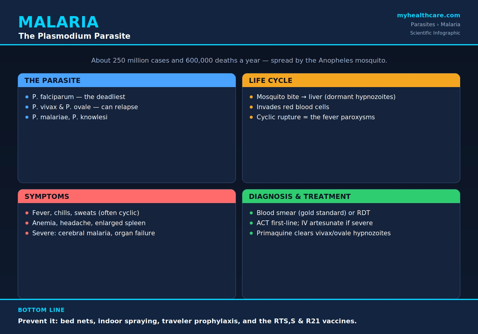 Malaria — scientific infographic poster