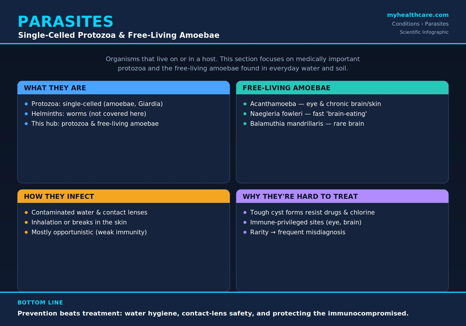 Parasites and free-living amoebae — scientific infographic poster