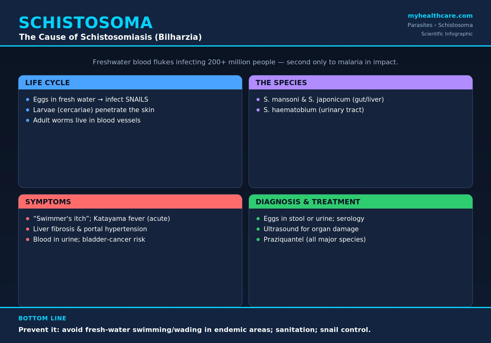 Schistosoma — scientific infographic poster