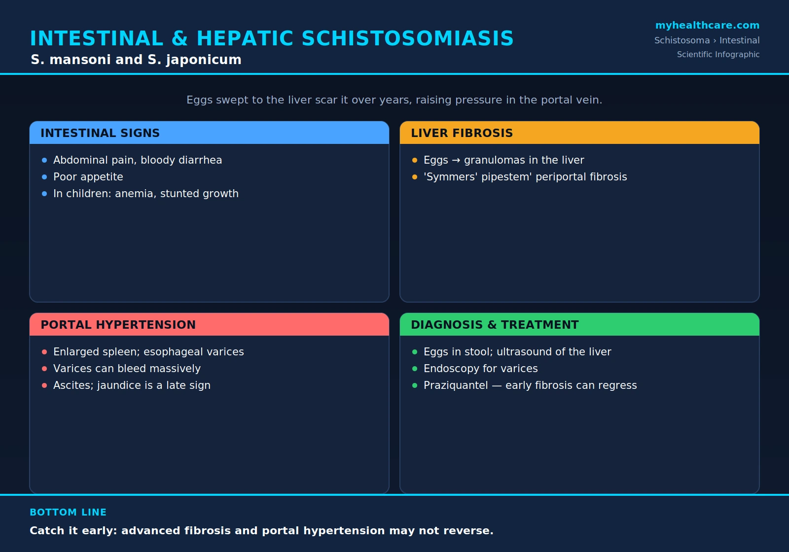 Intestinal and hepatic schistosomiasis — scientific infographic poster