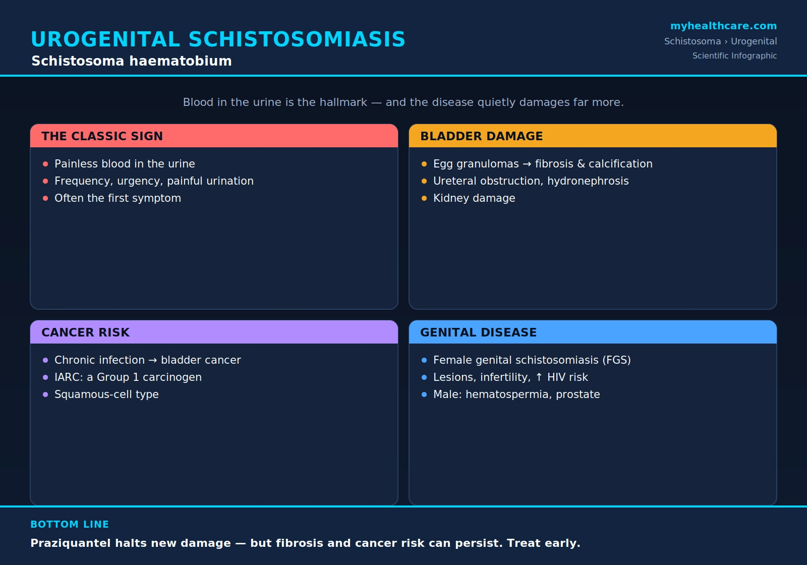 Urogenital schistosomiasis — scientific infographic poster