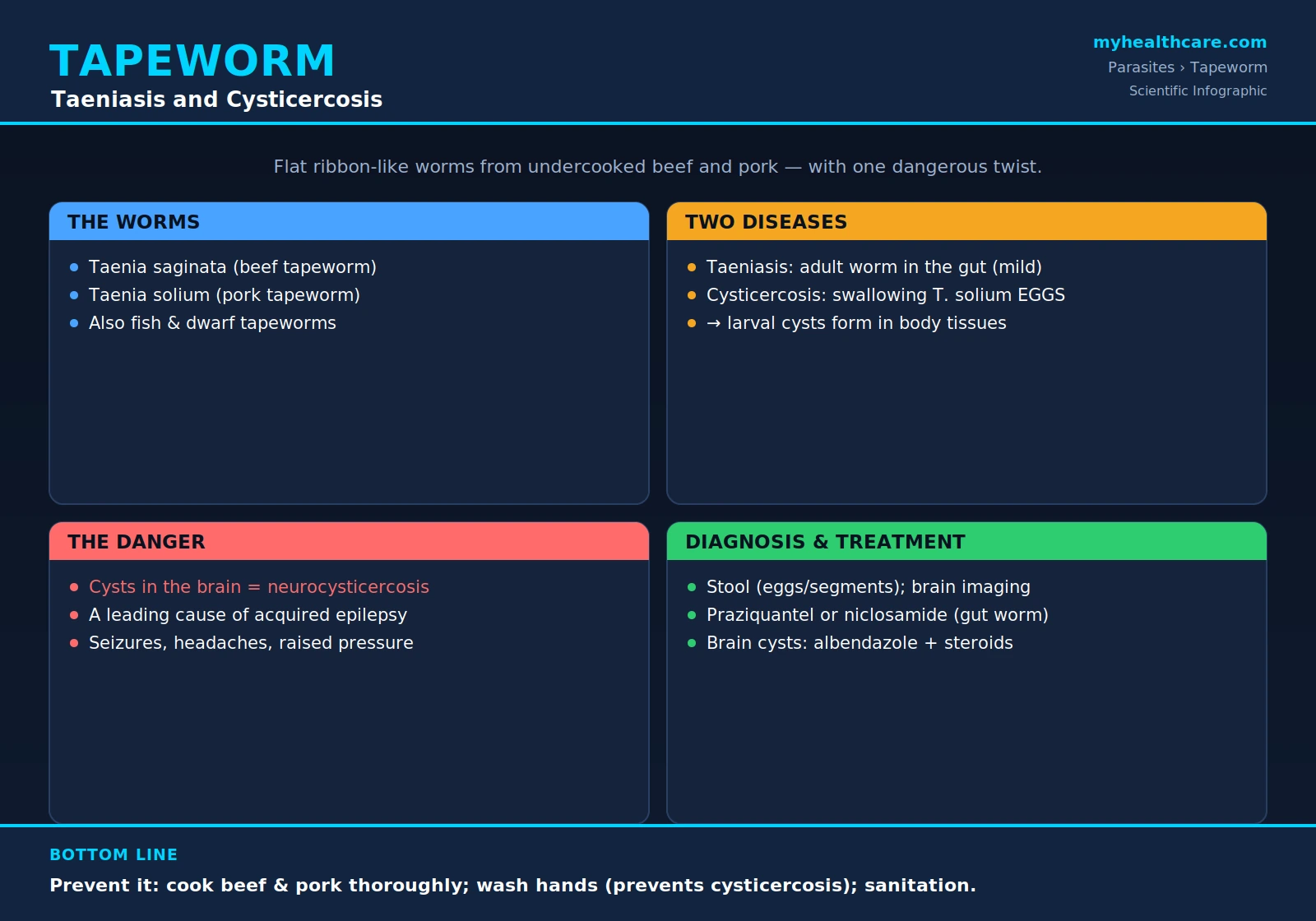 Tapeworm — scientific infographic poster