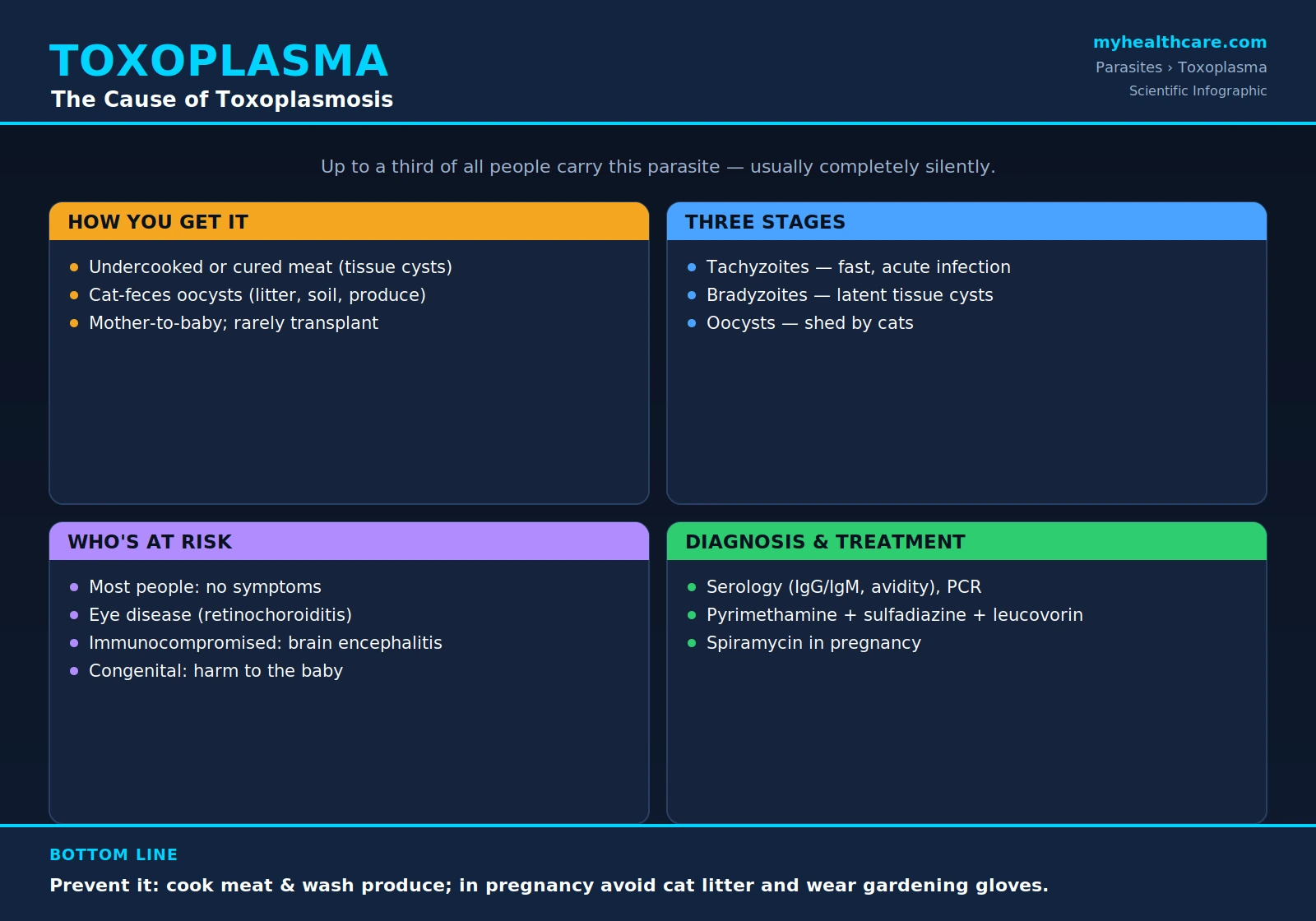 Toxoplasma — scientific infographic poster