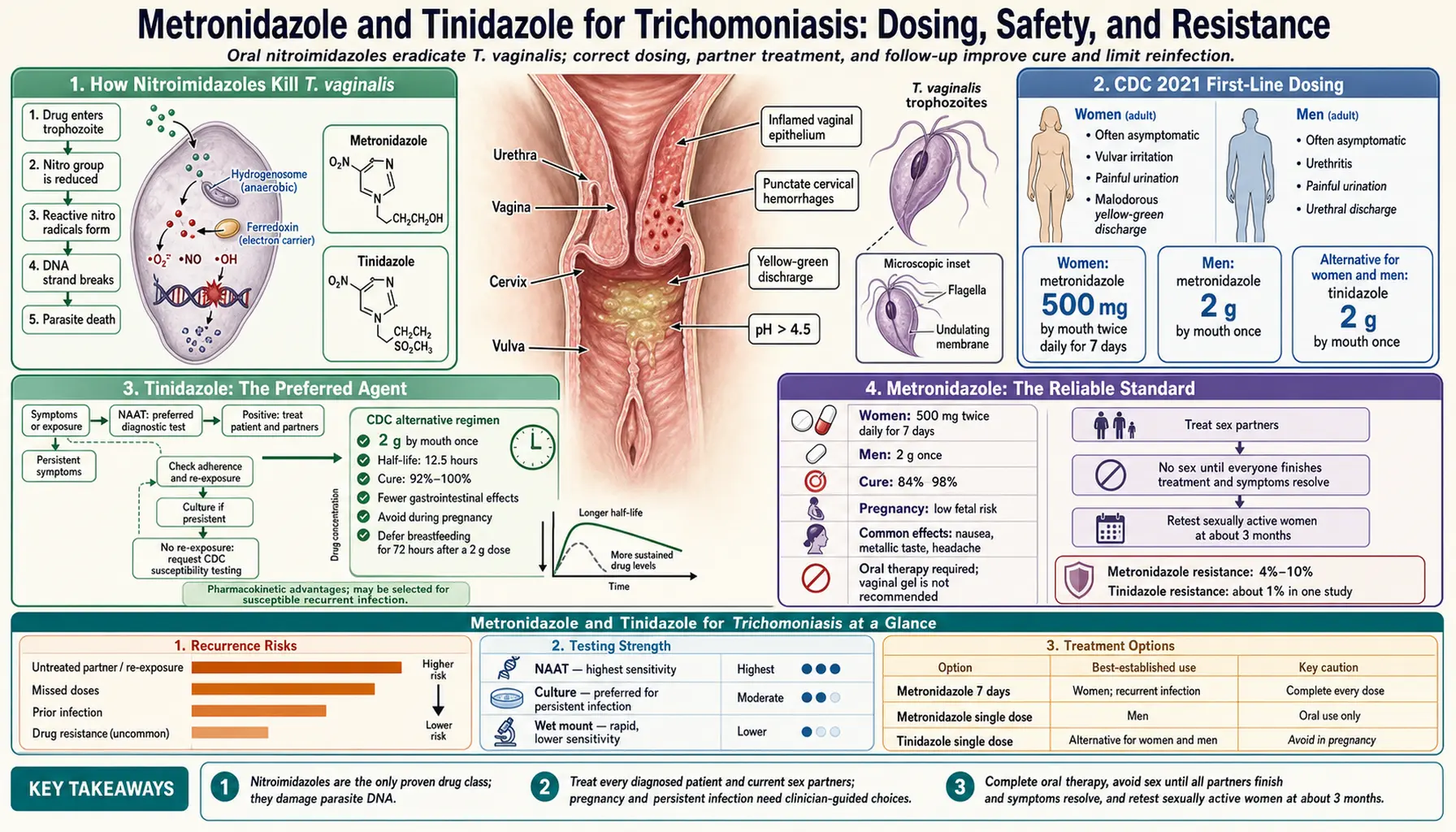 Metronidazole and Tinidazole — scientific infographic poster