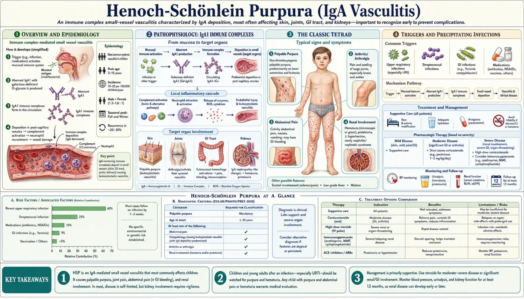 Henoch Schonlein Purpura — scientific infographic poster