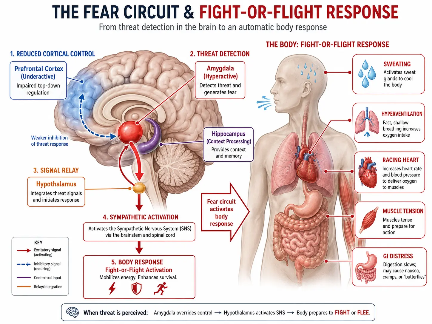 ADHD prefrontal dopamine deficit