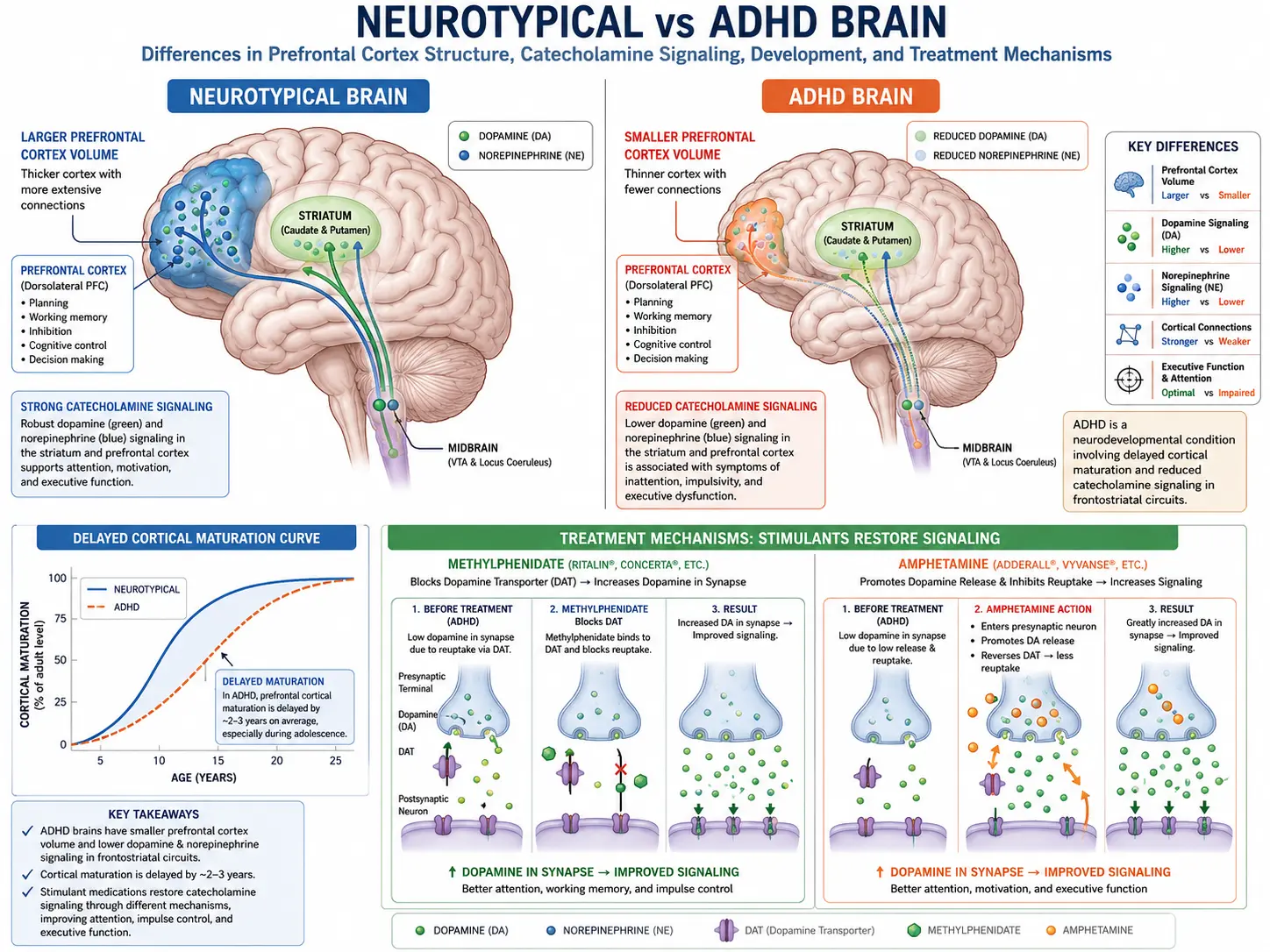 PTSD brain changes — amygdala, hippocampus, prefrontal cortex