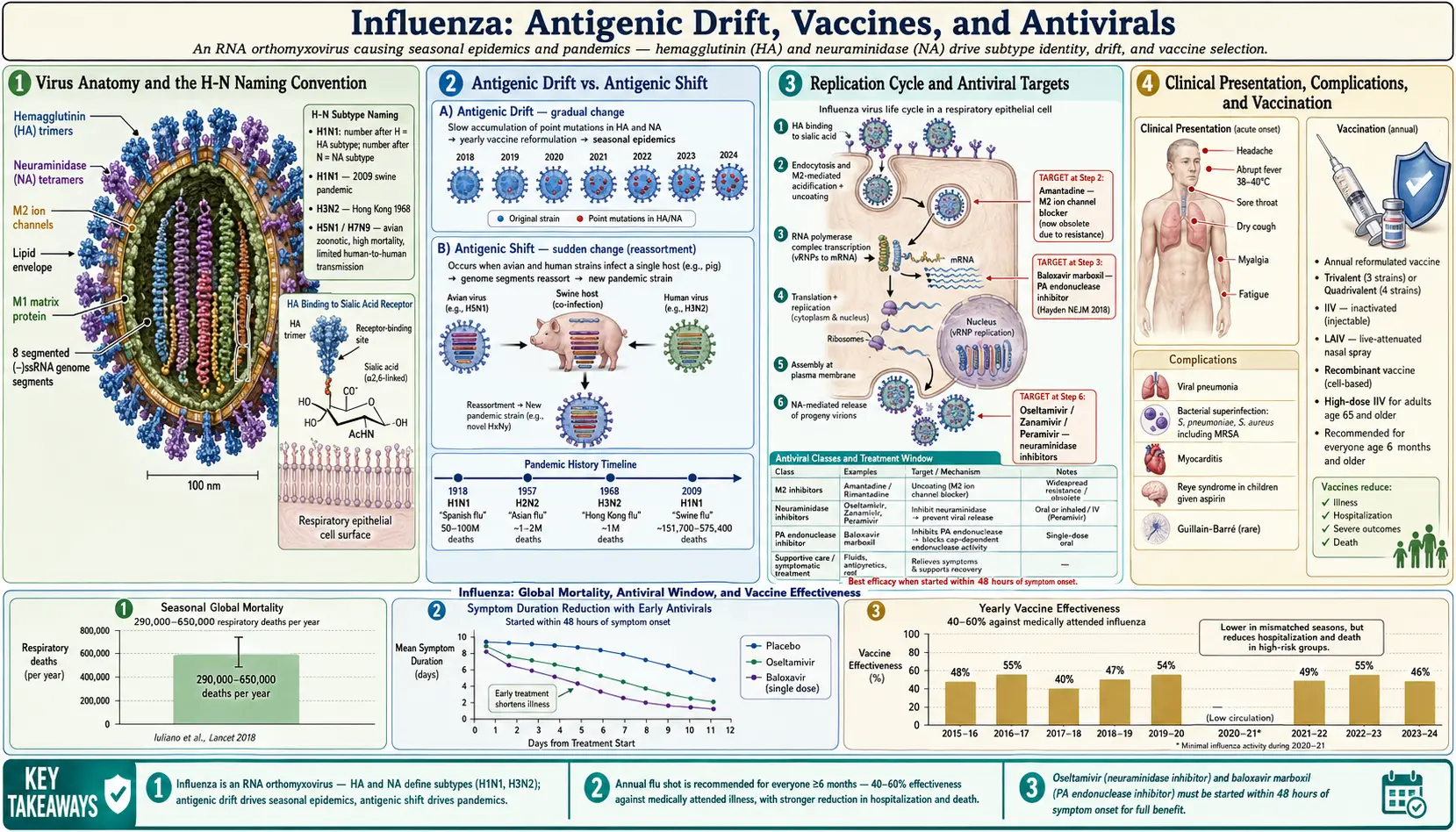 Influenza — scientific infographic poster