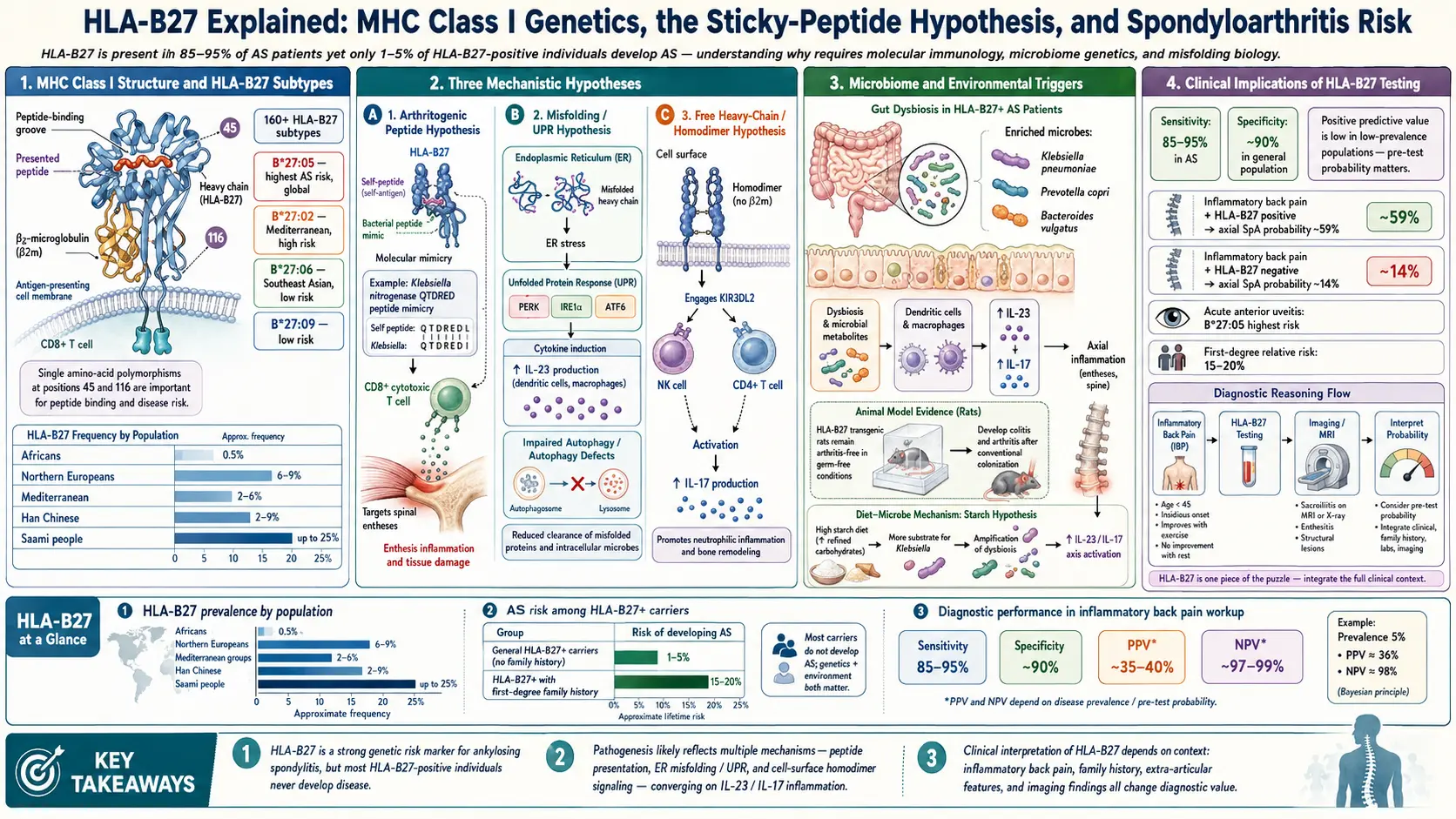 human leukocyte antigen B27 Explained — scientific infographic poster