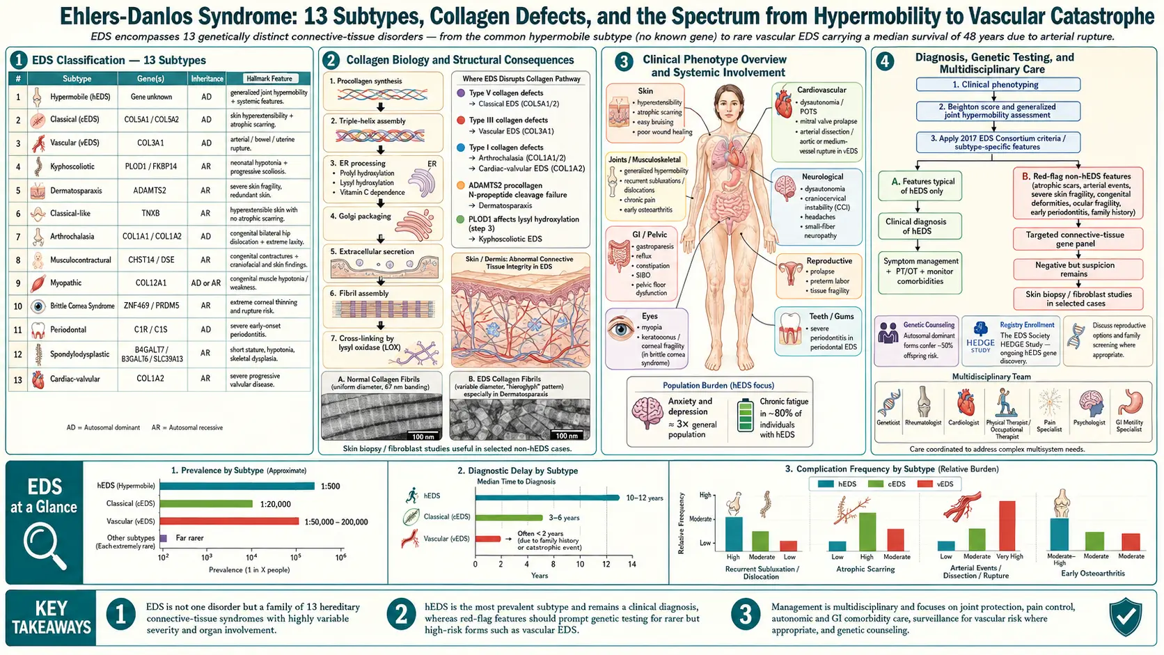 Ehlers Danlos Syndrome — scientific infographic poster