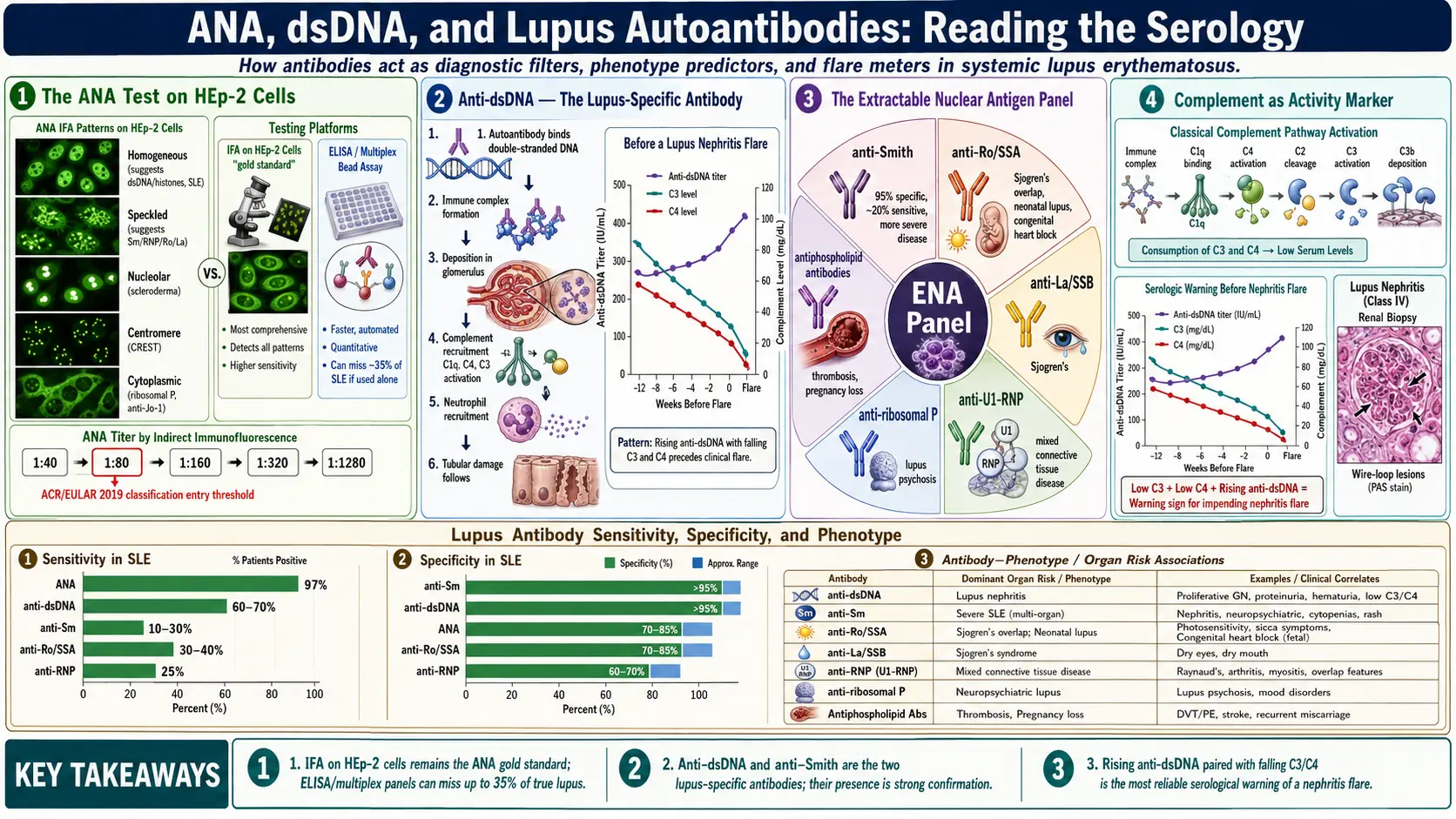 antinuclear antibody dsDNA and Lupus Autoantibodies — scientific infographic poster