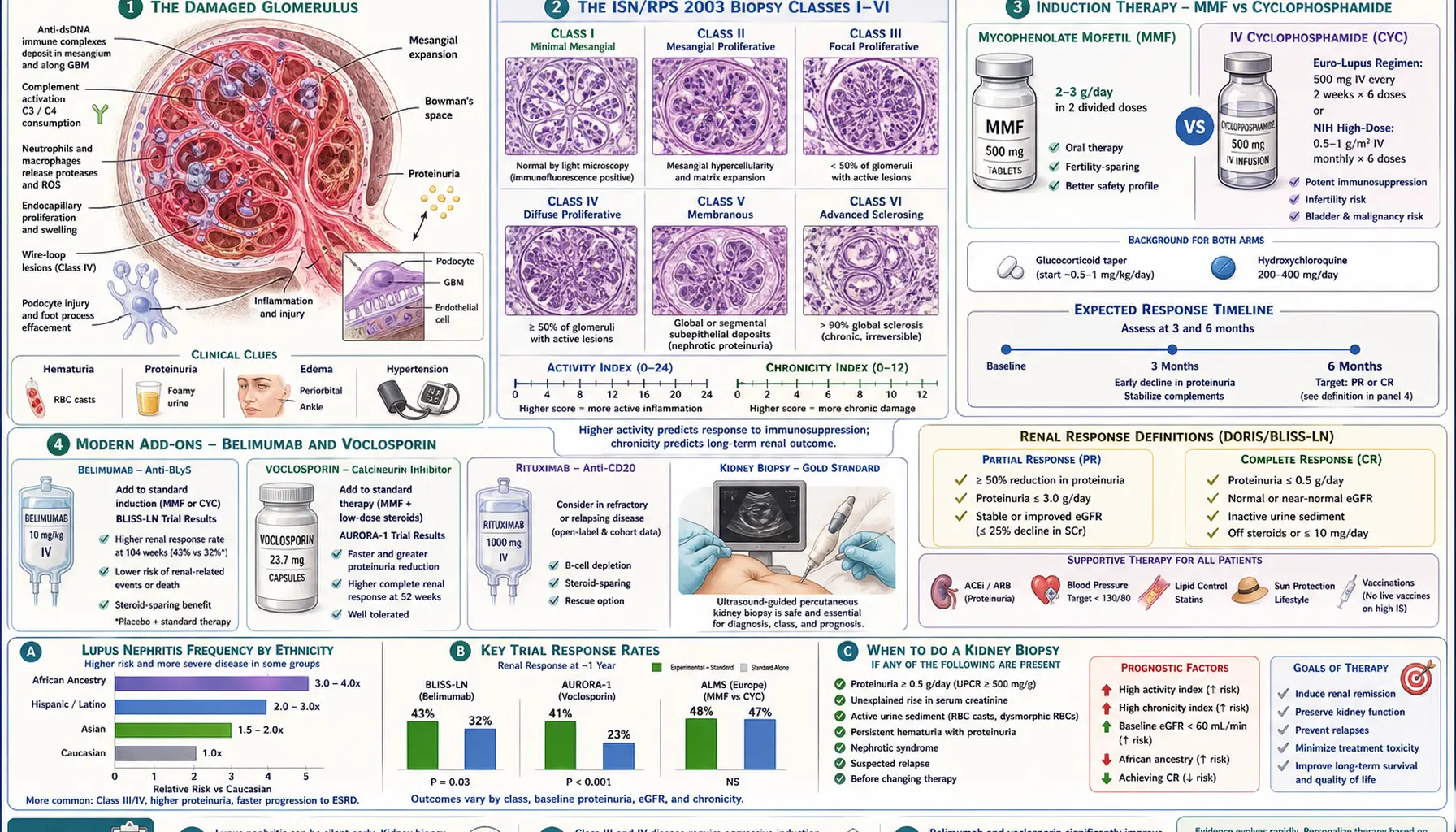 Lupus Nephritis and Kidney Involvement — scientific infographic poster