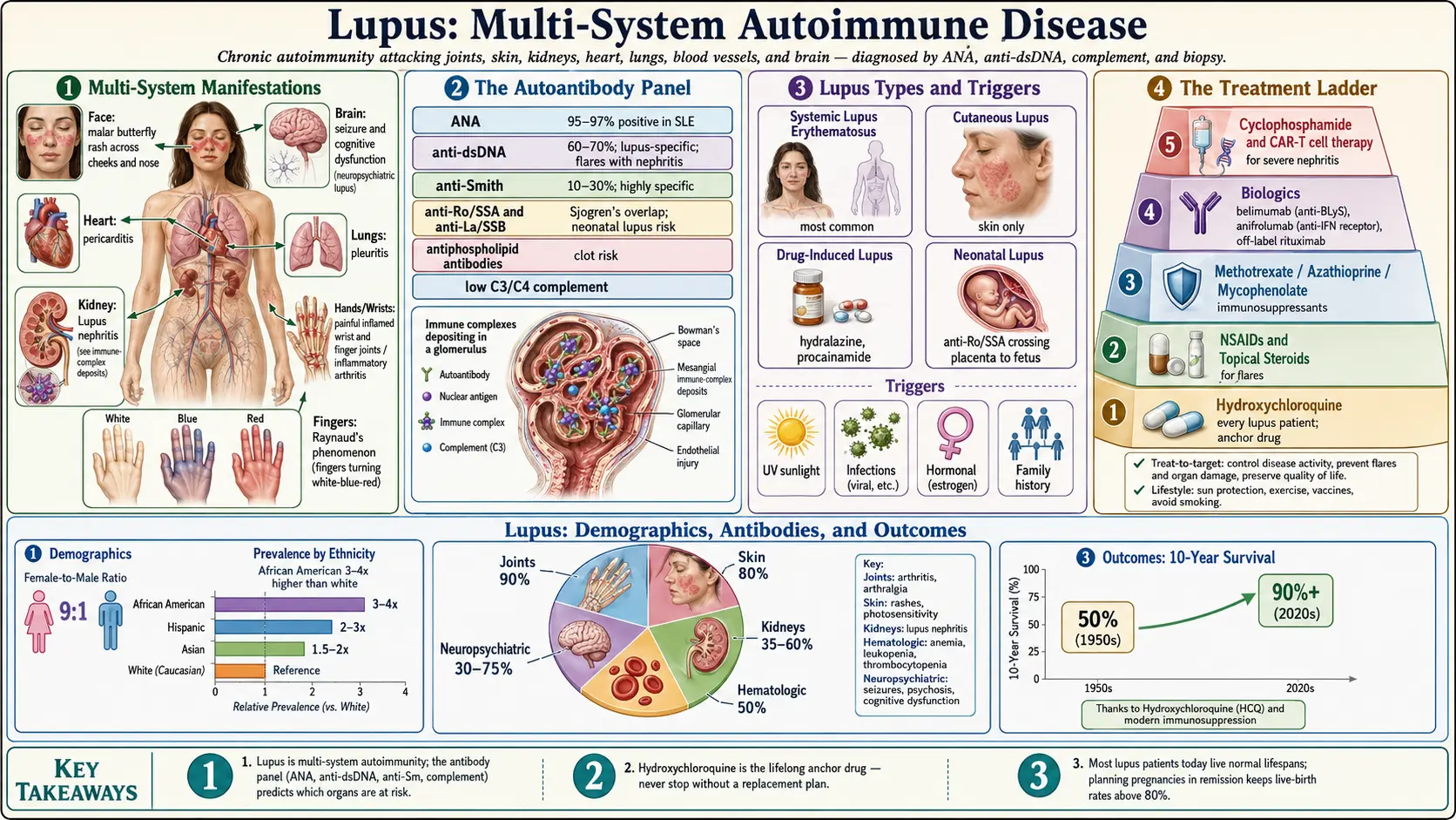 Lupus — scientific infographic poster
