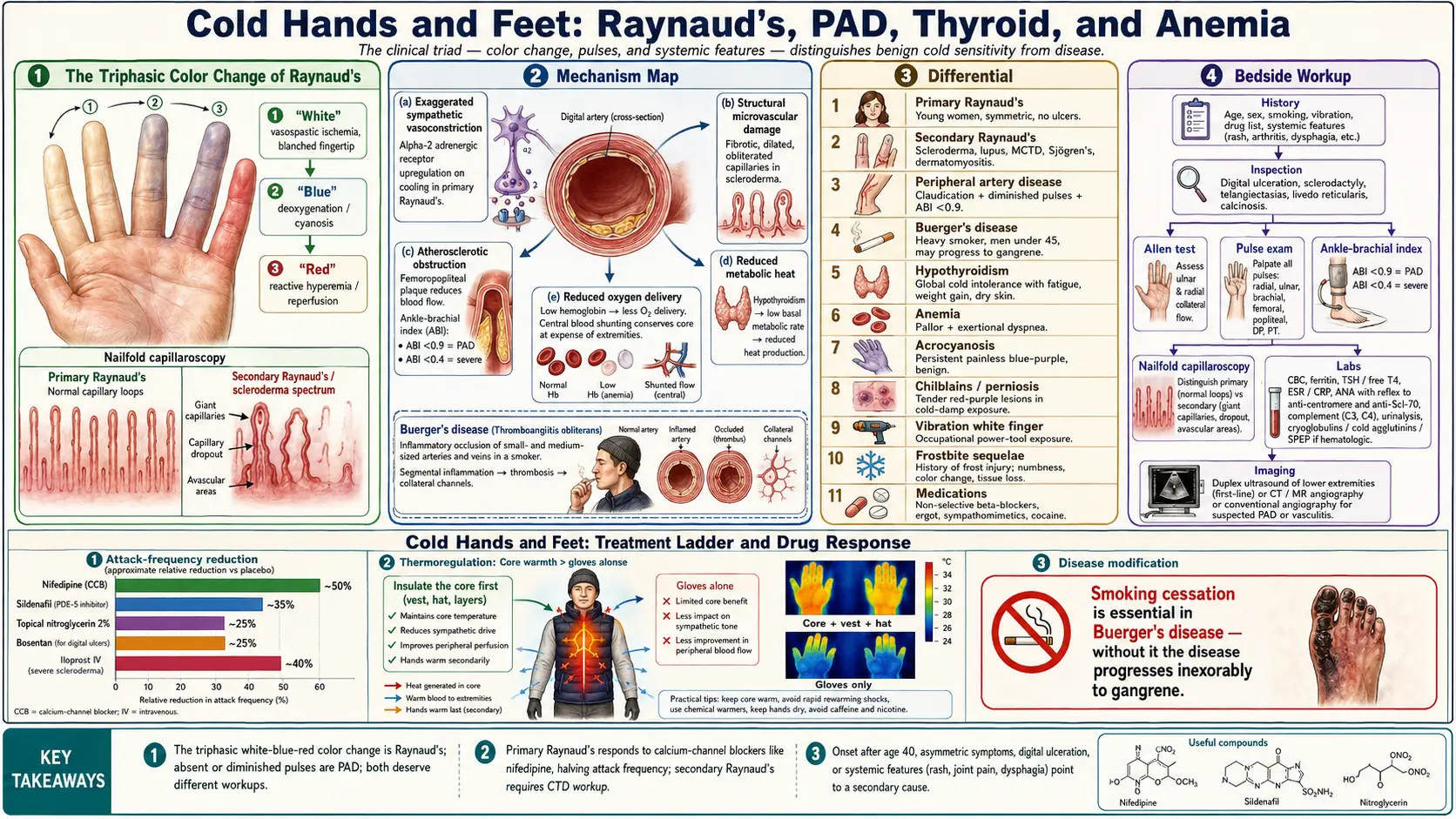Cold Hands Feet — scientific infographic poster