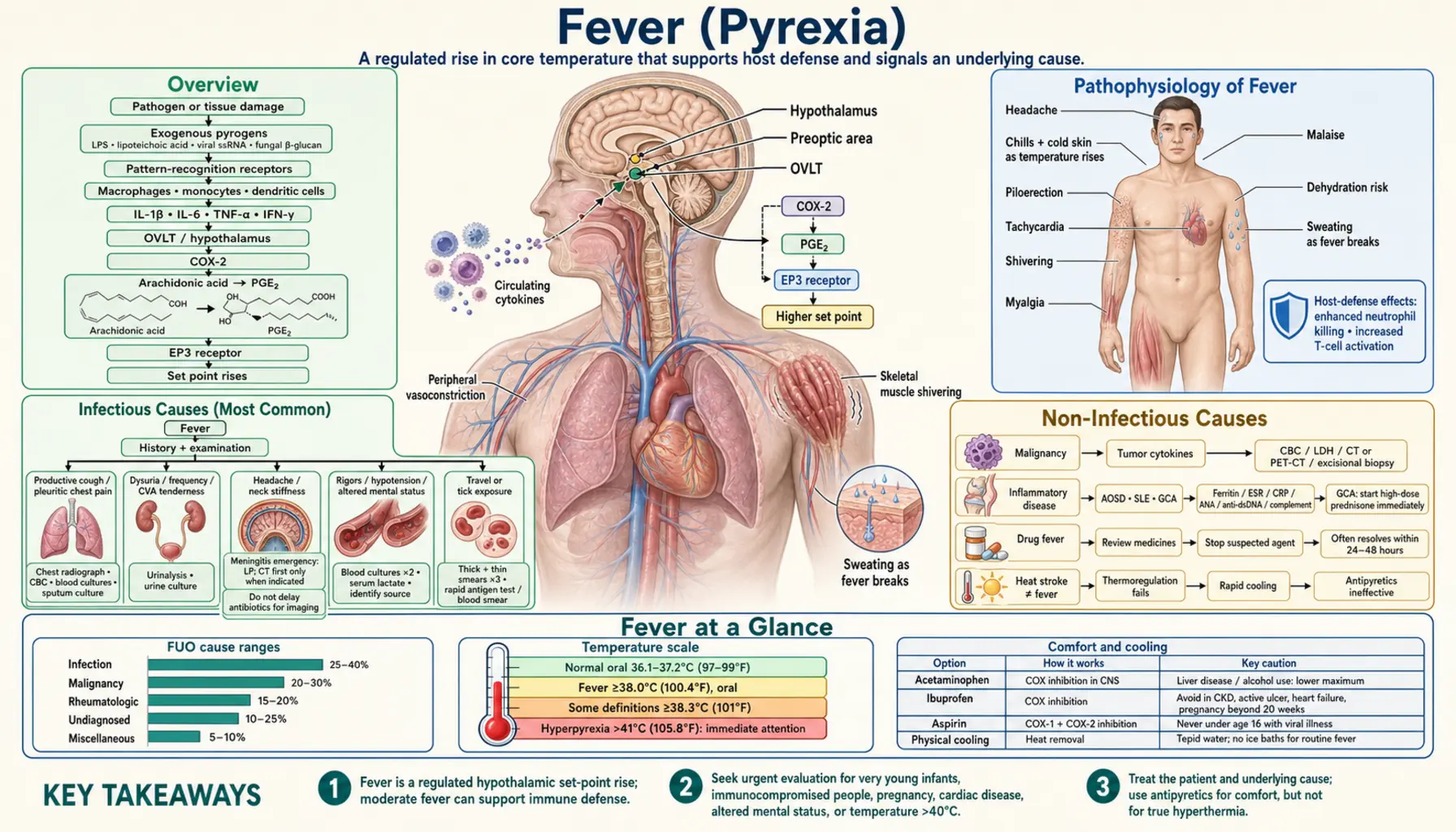 Fever — scientific infographic poster