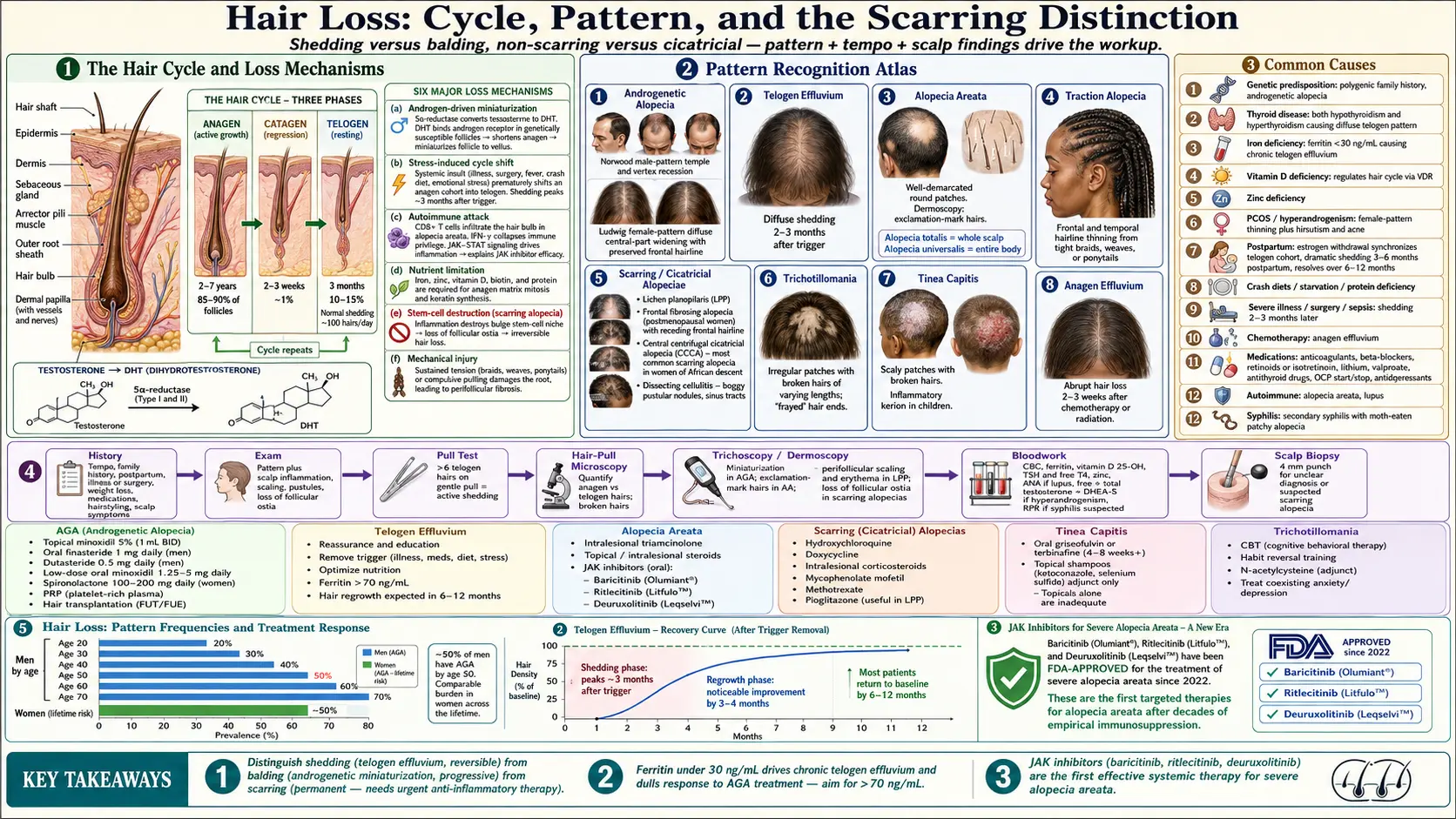 Hair Loss — scientific infographic poster