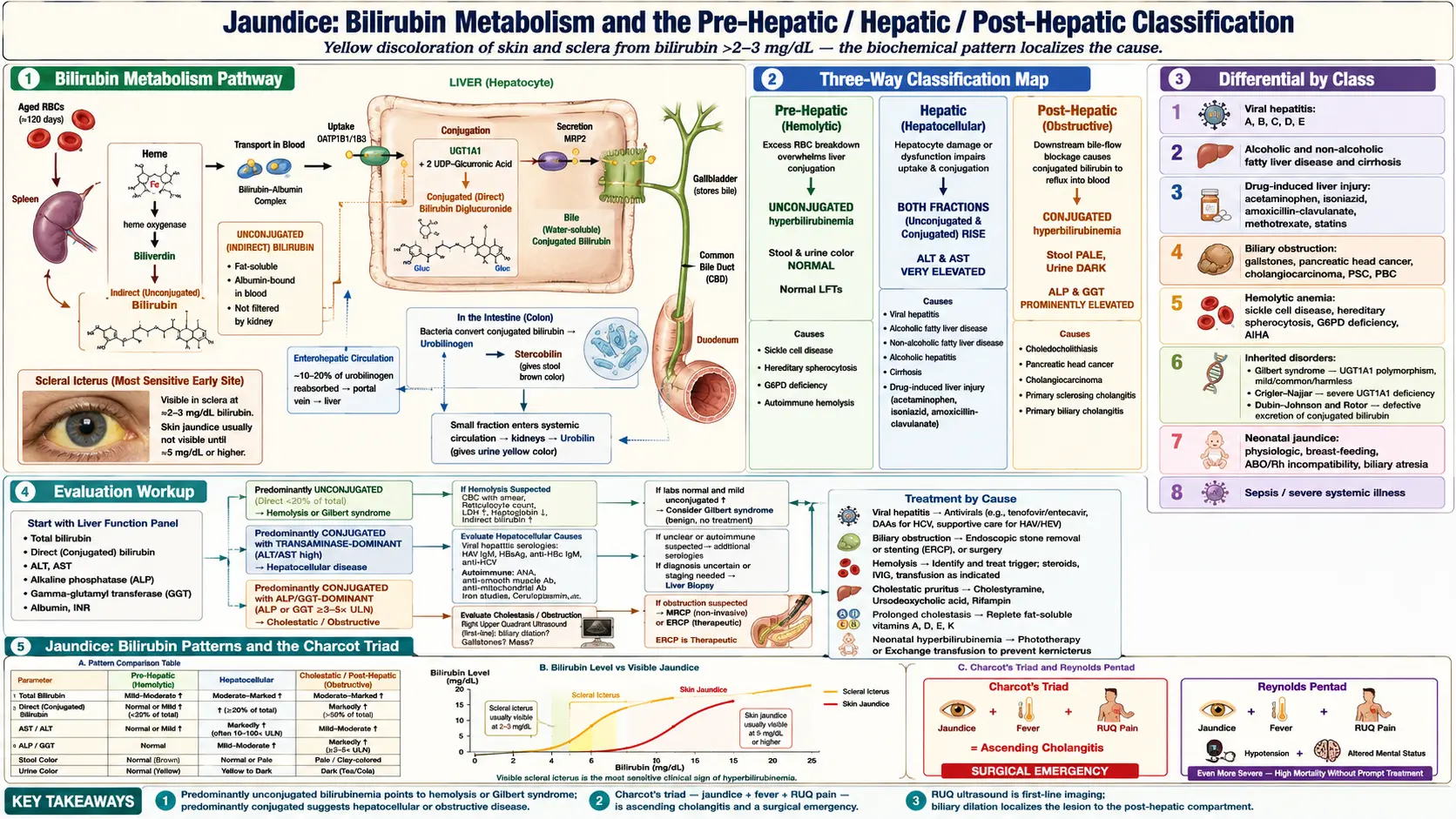 Jaundice — scientific infographic poster