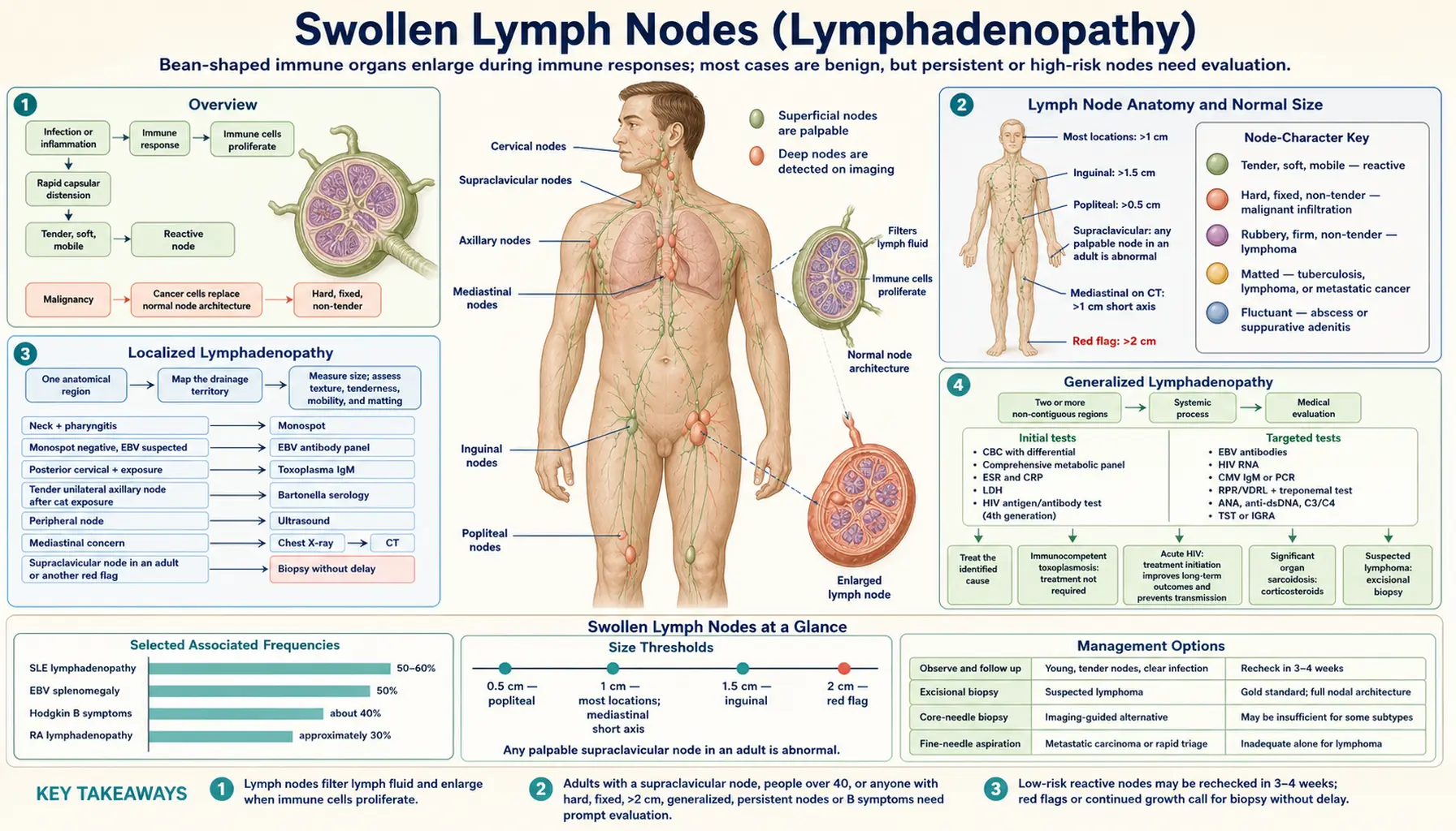 Swollen Lymph Nodes — scientific infographic poster