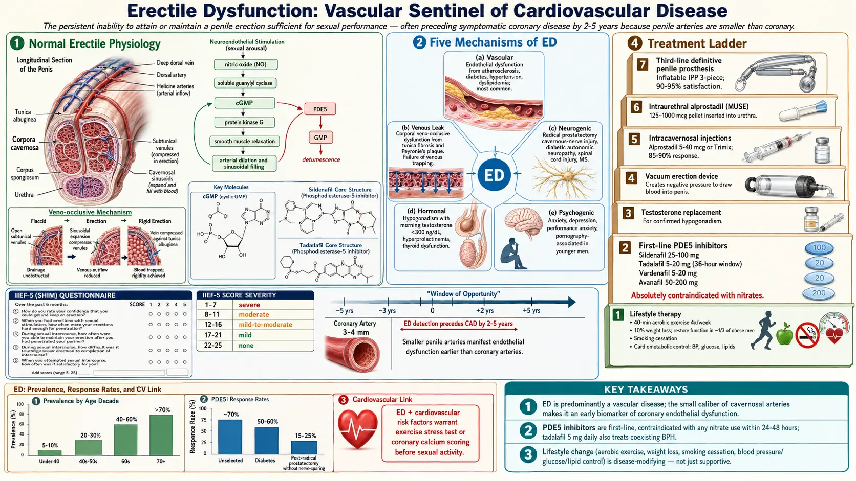 Erectile Dysfunction — scientific infographic poster