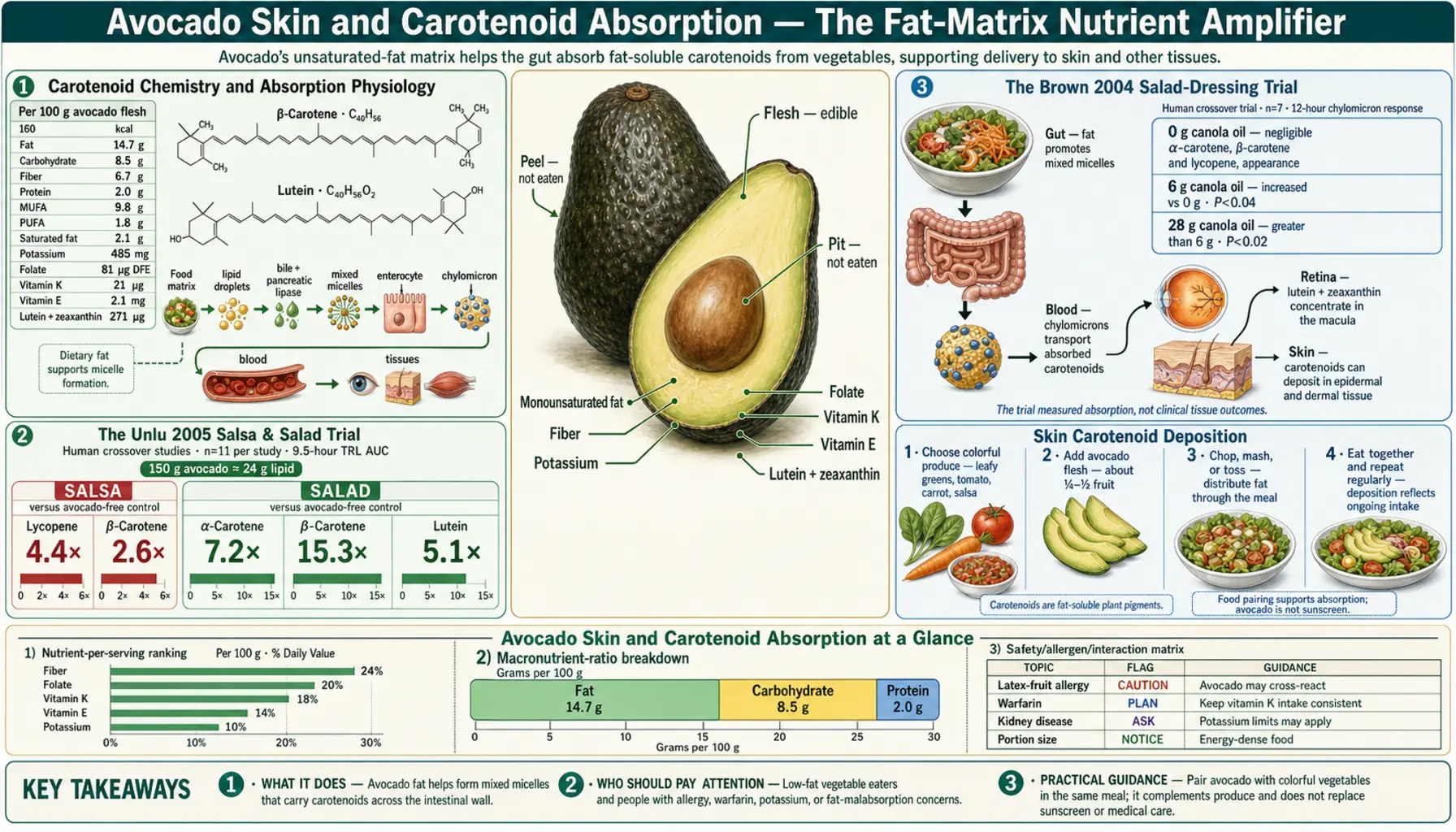 Skin and Carotenoid Absorption — scientific infographic poster