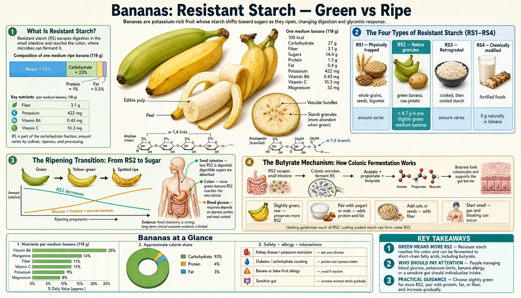 Resistant Starch Green vs Ripe — scientific infographic poster