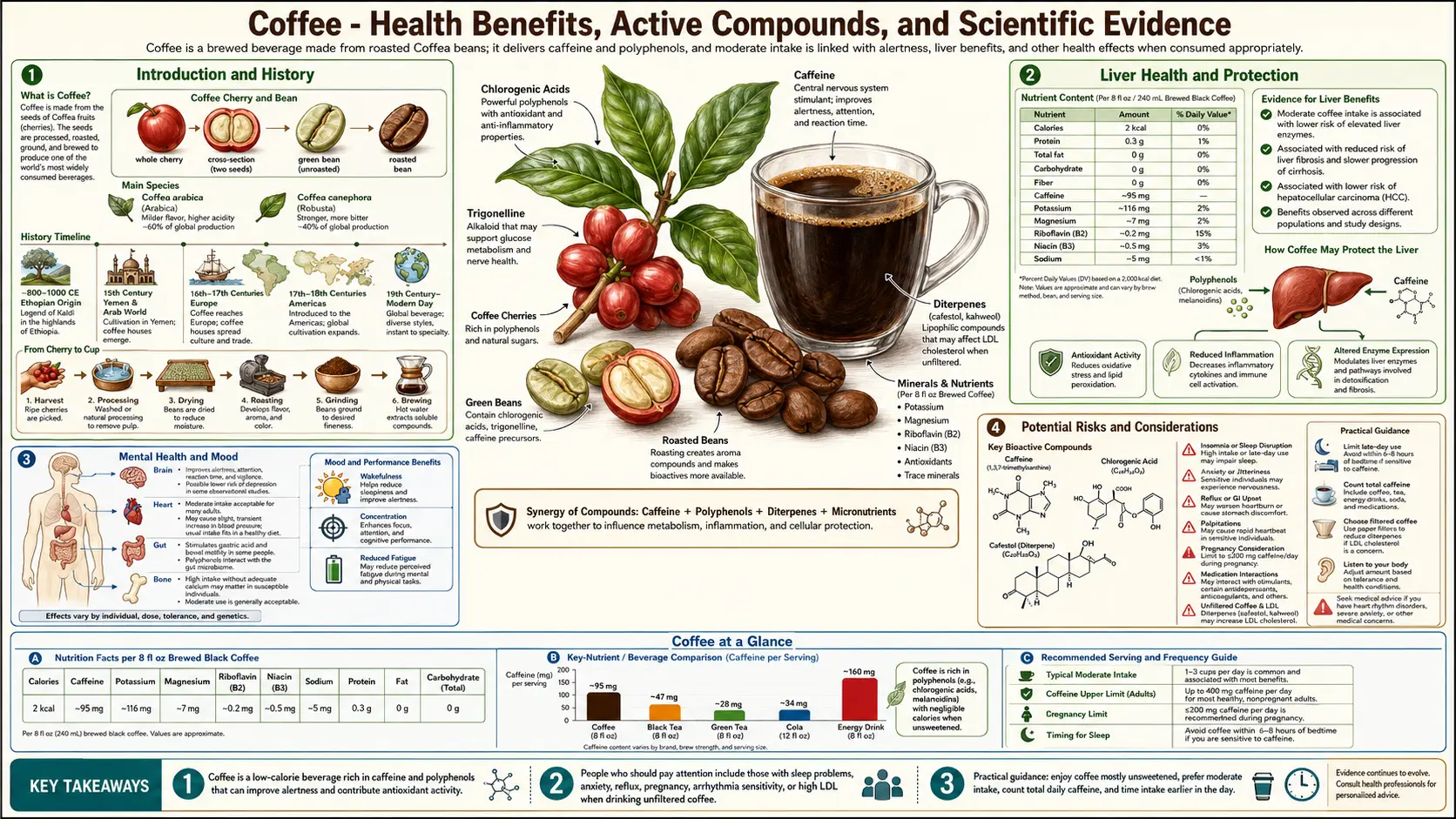 Coffee — scientific infographic poster
