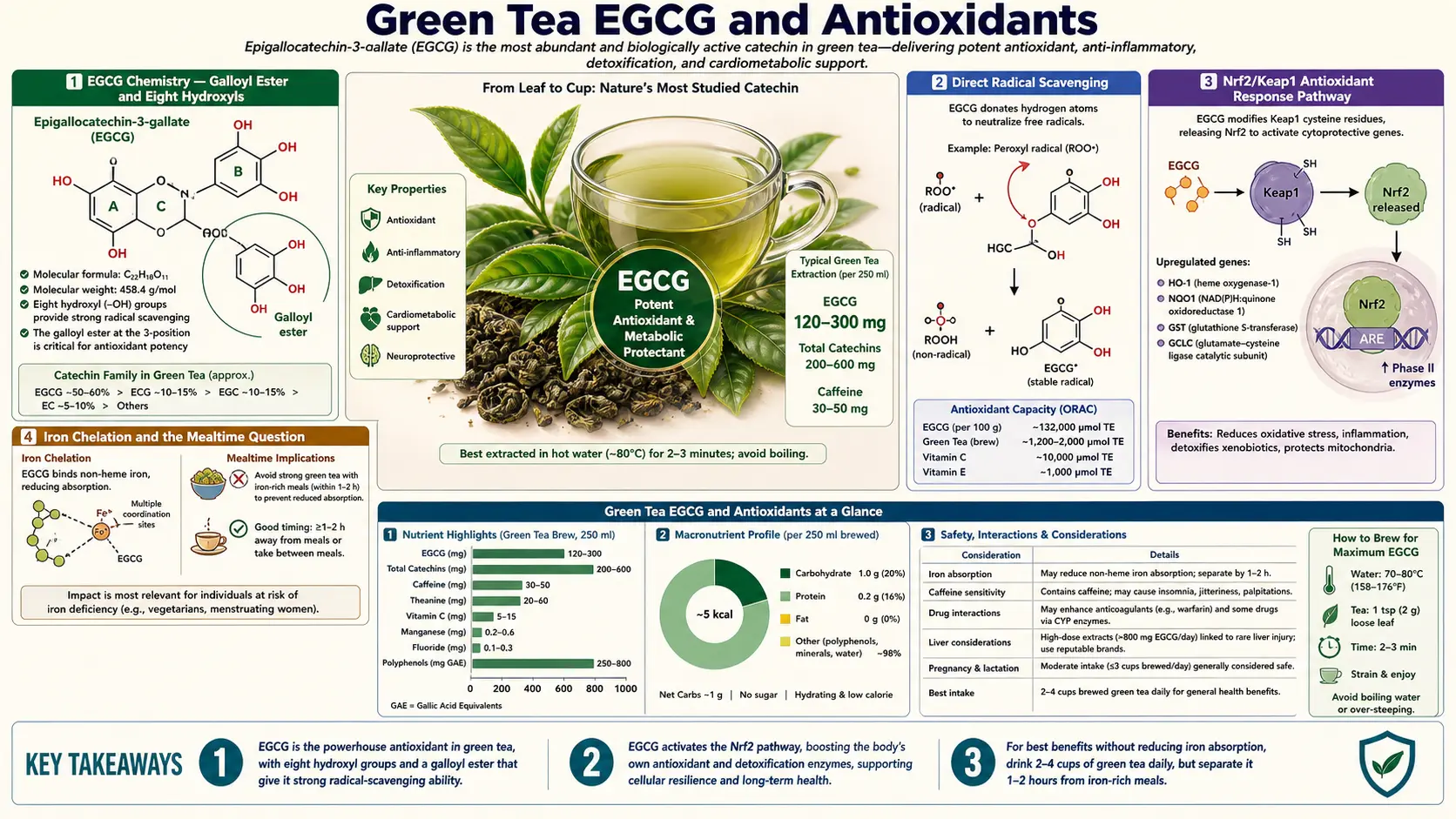 EGCG and Antioxidants — scientific infographic poster