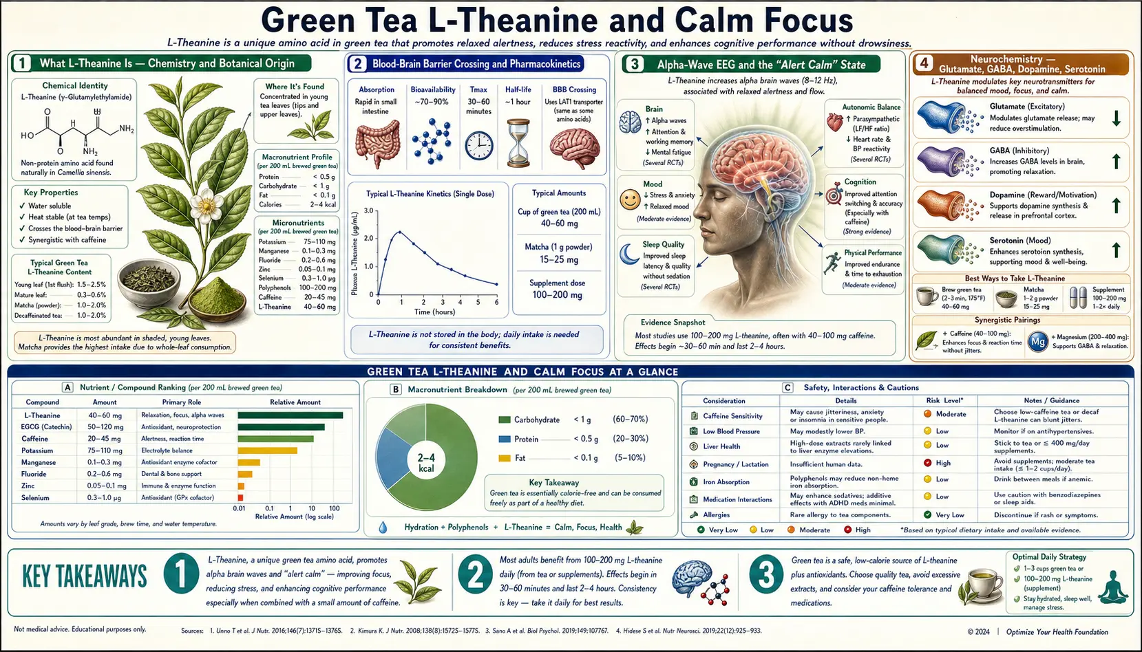 L Theanine and Calm Focus — scientific infographic poster
