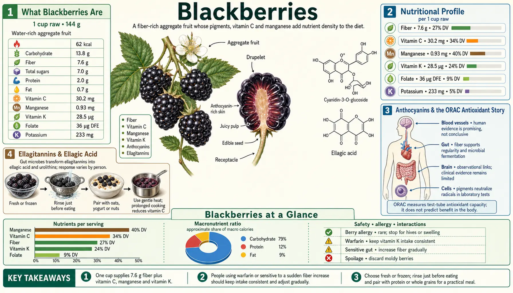 Blackberries — scientific infographic poster