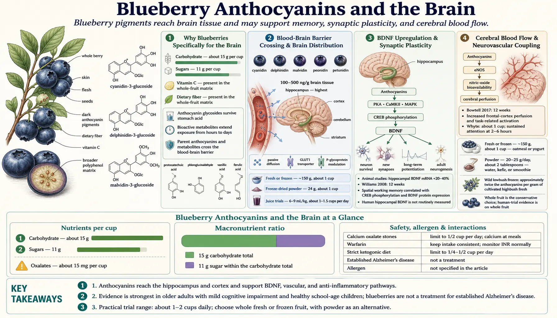 Anthocyanins and Brain — scientific infographic poster