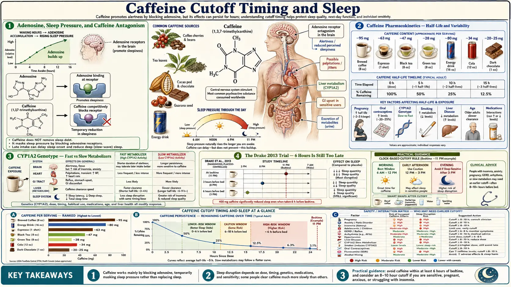 Caffeine Cutoff Timing — scientific infographic poster