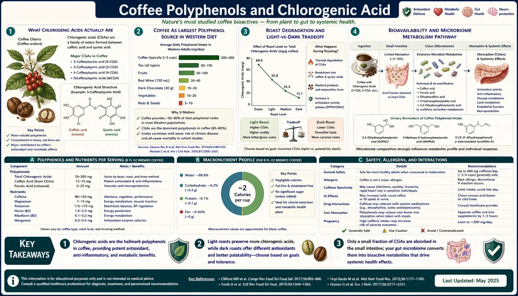 Polyphenols and Chlorogenic Acid — scientific infographic poster