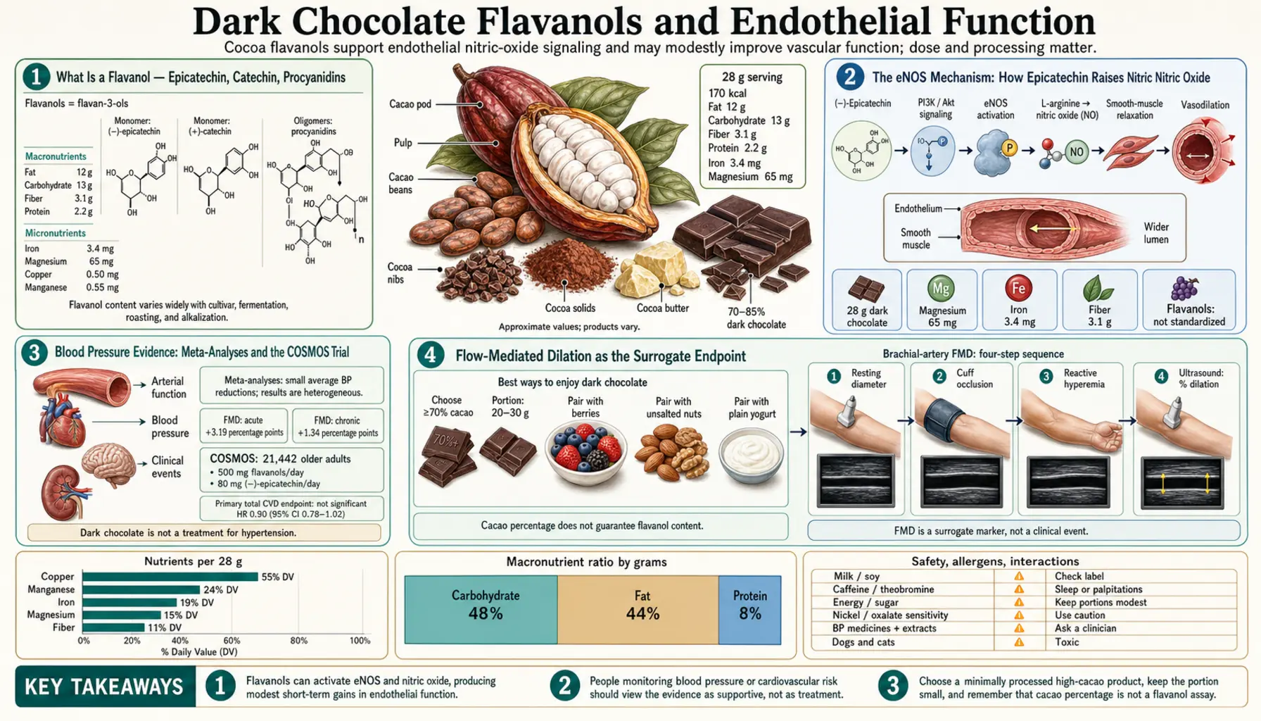 Flavanols and Endothelial Function — scientific infographic poster