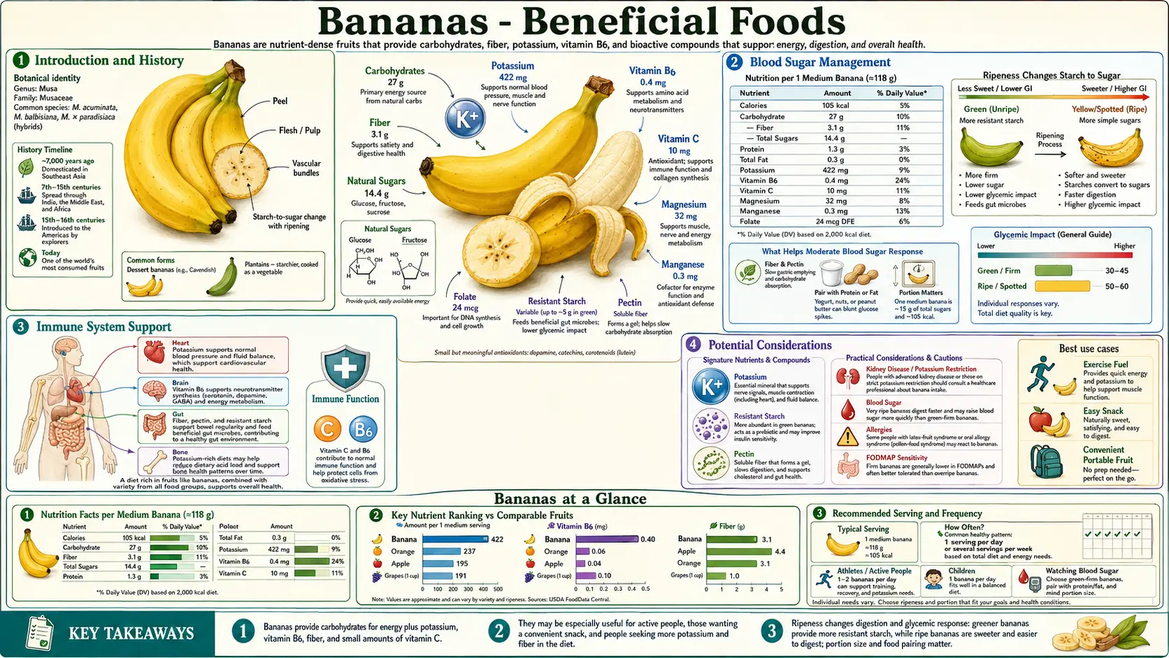 Bananas — scientific infographic poster