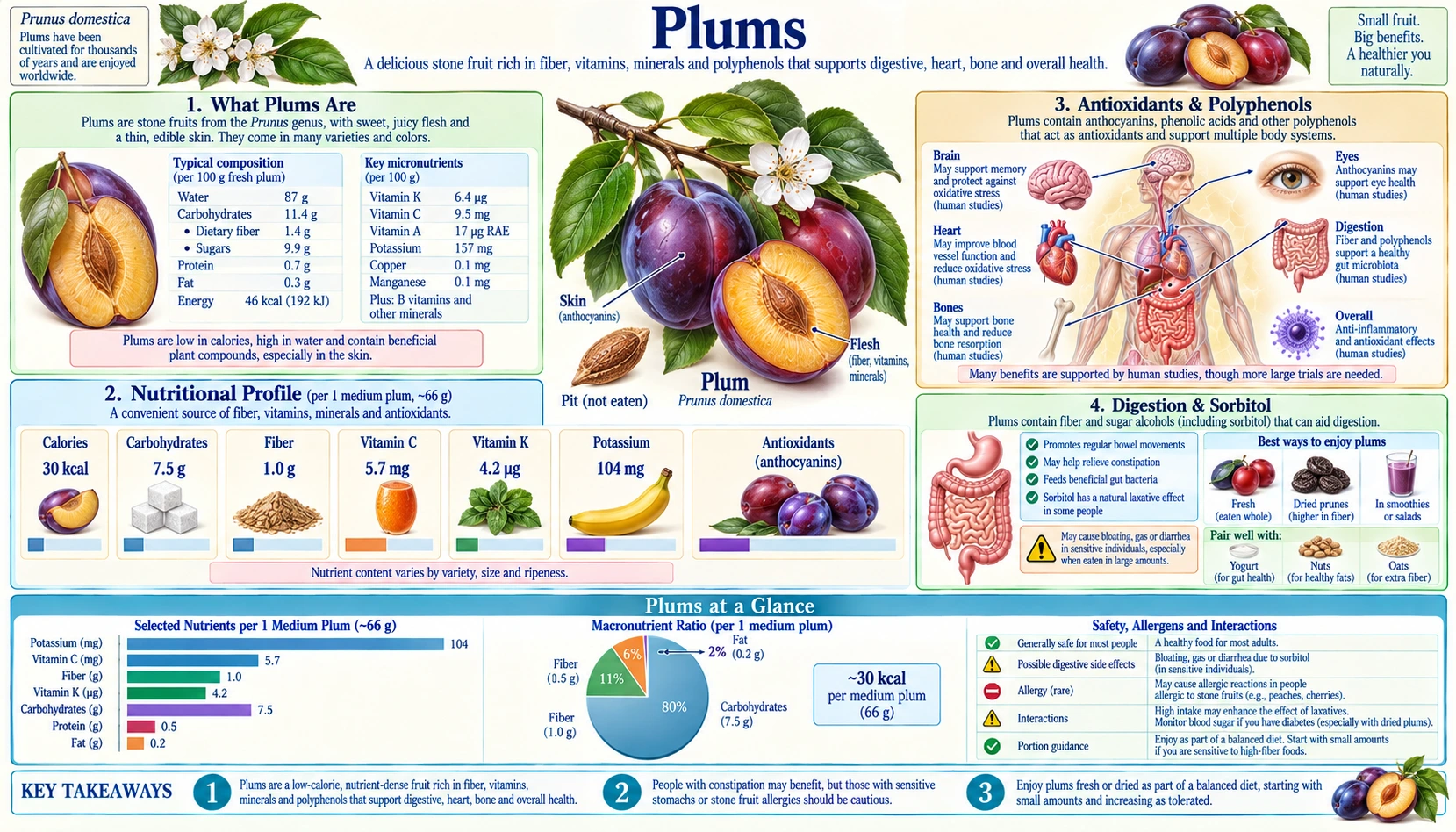 Plums — scientific infographic poster
