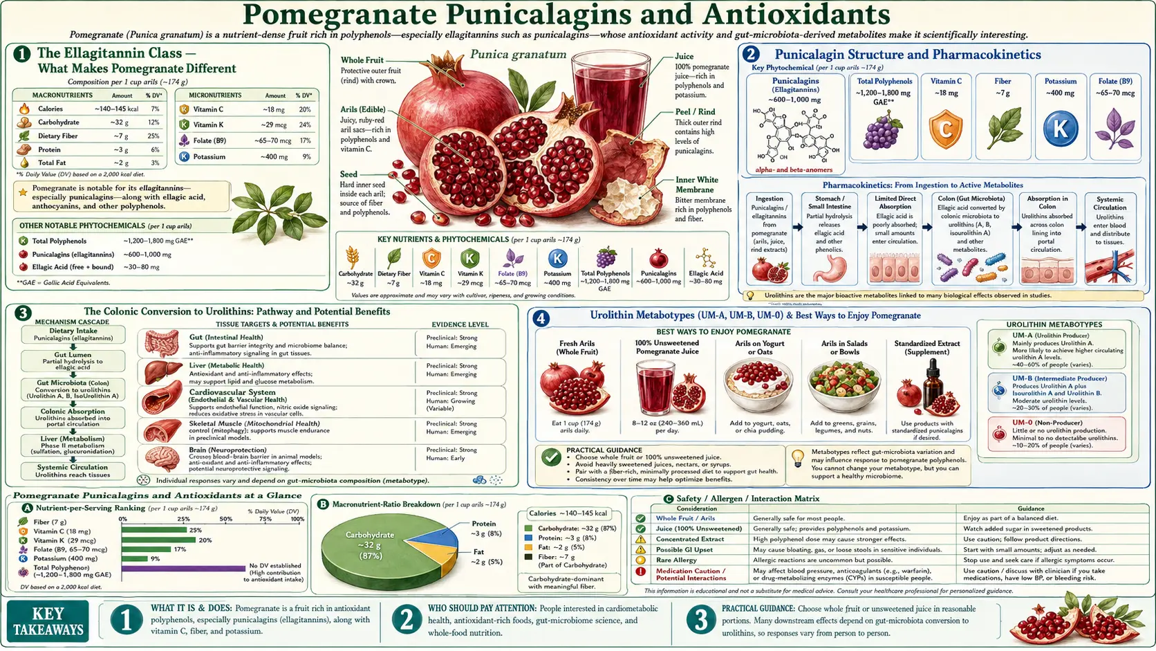 Punicalagins and Antioxidants — scientific infographic poster