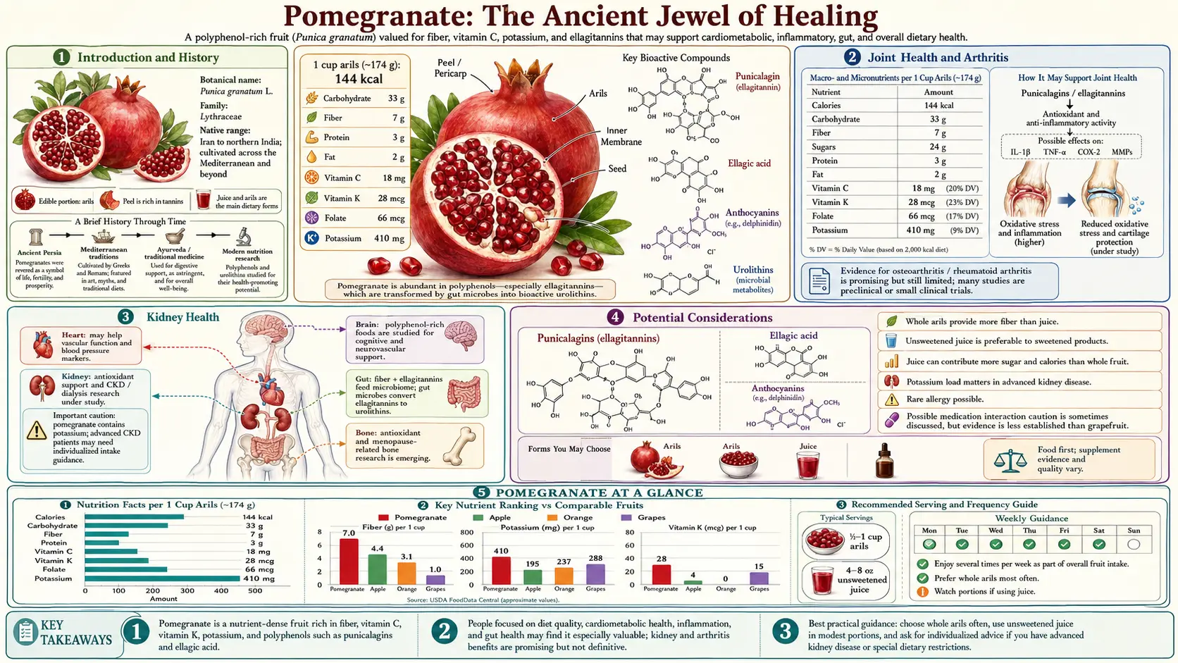Pomegranate — scientific infographic poster