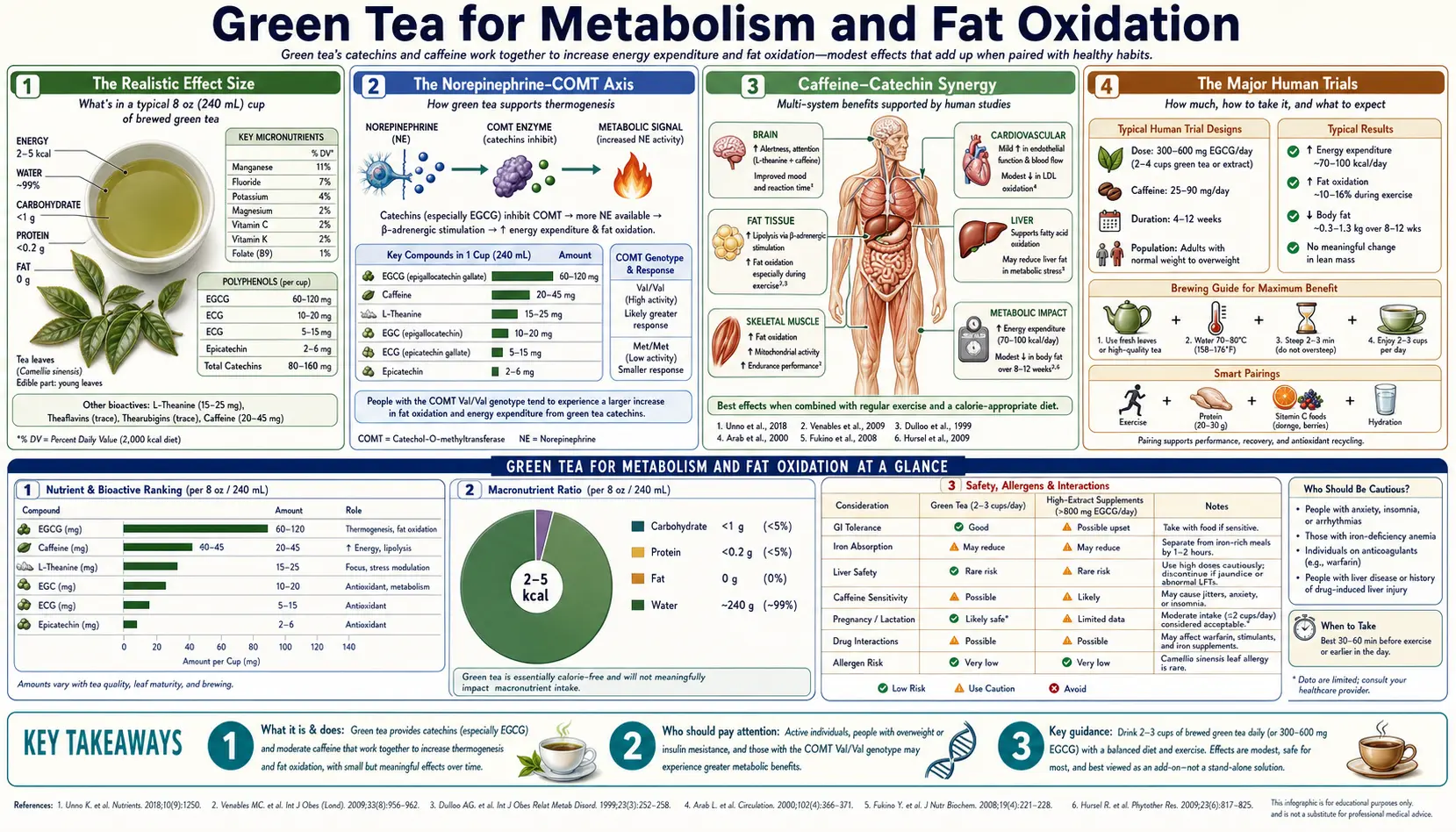 Metabolism and Fat Oxidation — scientific infographic poster