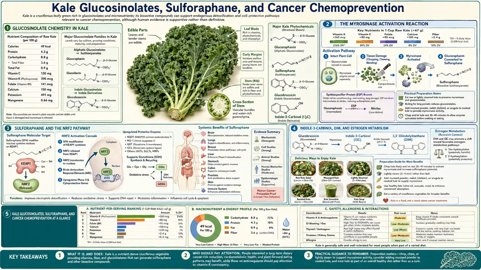 Glucosinolates and Cancer — scientific infographic poster