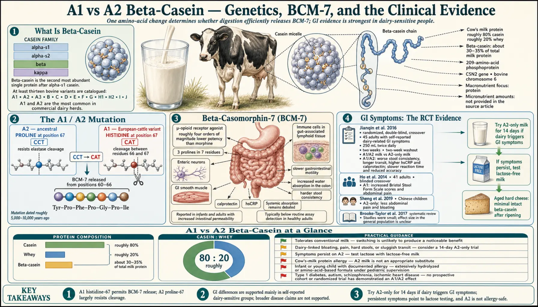 A1 vs A2 Casein — scientific infographic poster