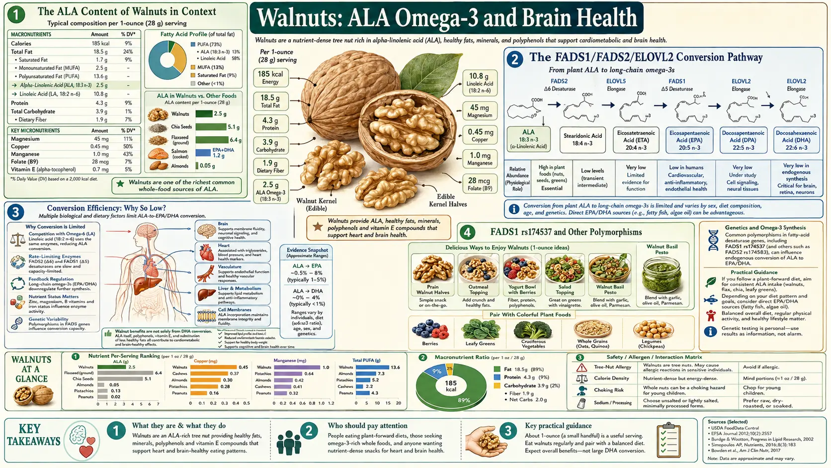 ALA Omega 3 and Brain — scientific infographic poster